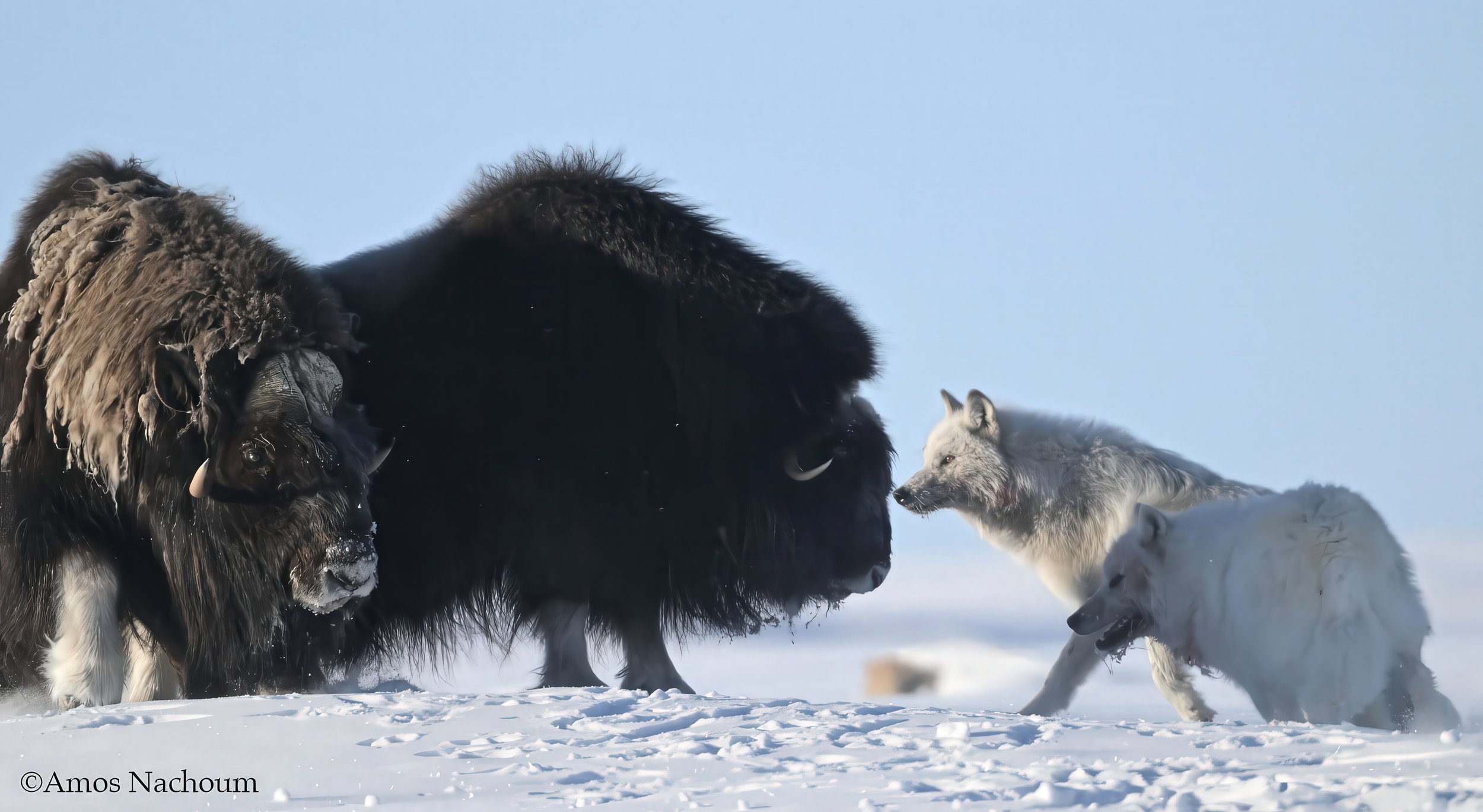 Face off Faceoff Musk Ox versus Arctic Wolves tif-low resolution v2-2x.jpg