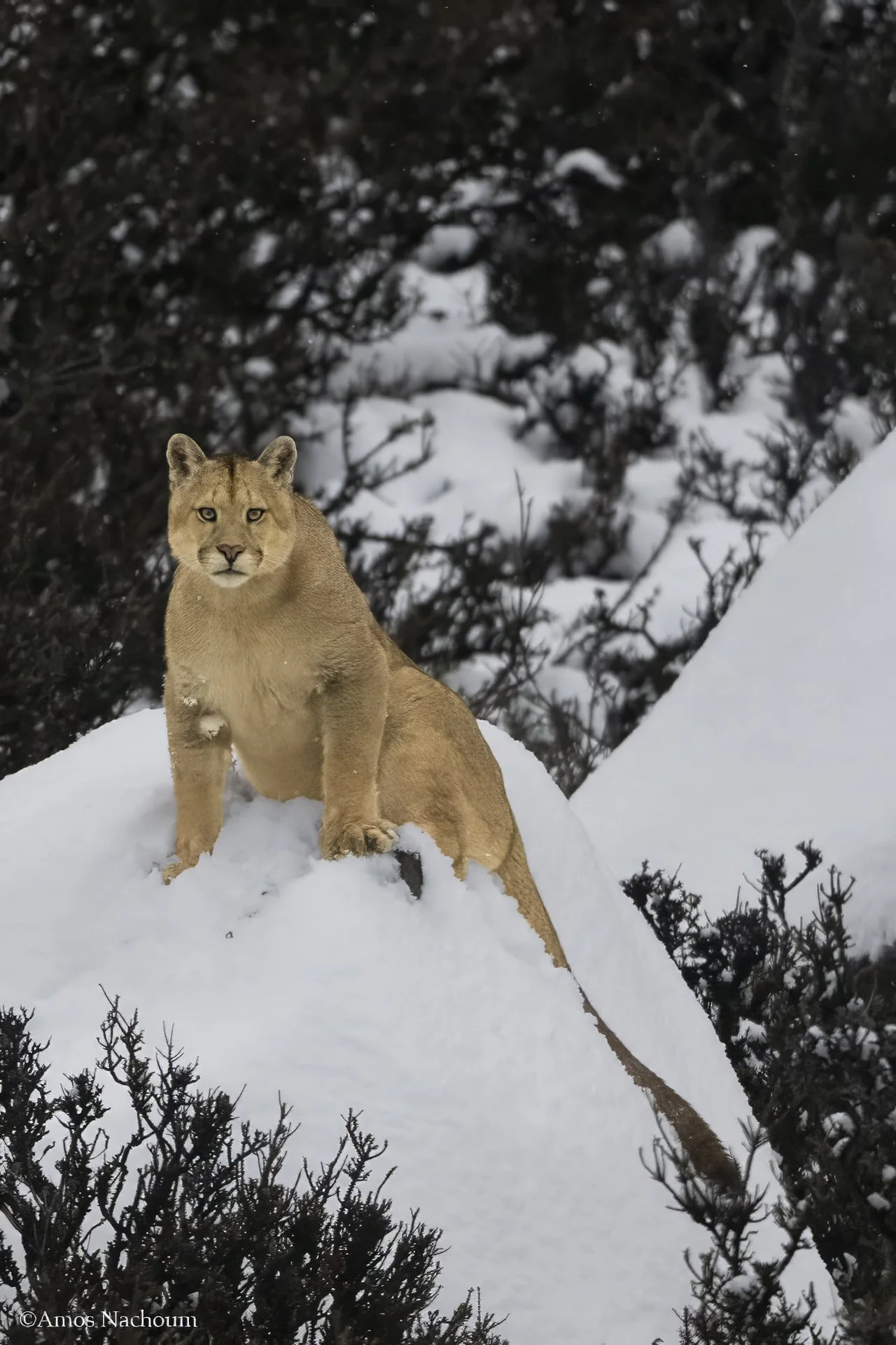 Peluso on snowy rock.jpg