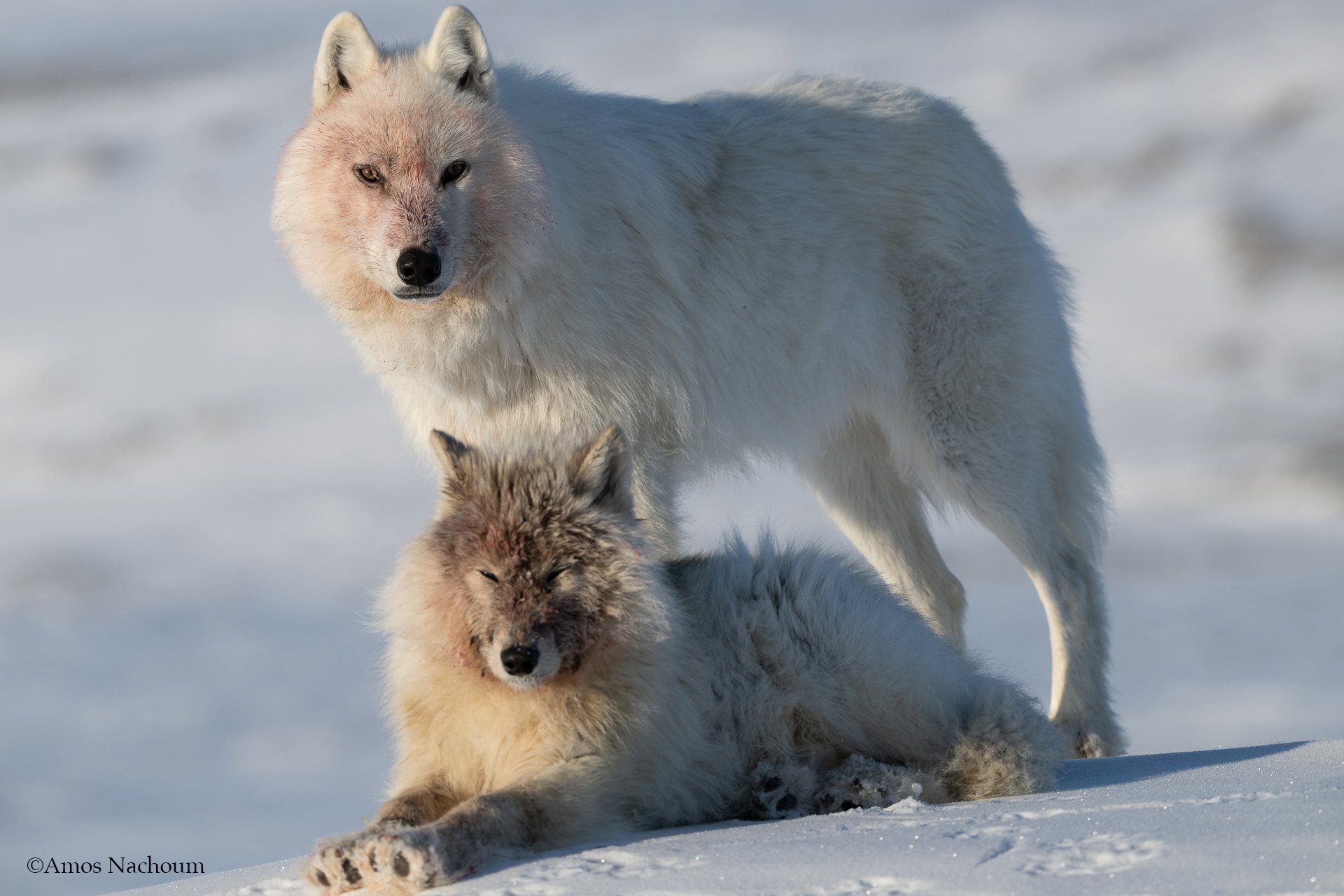 Arctic Wolves