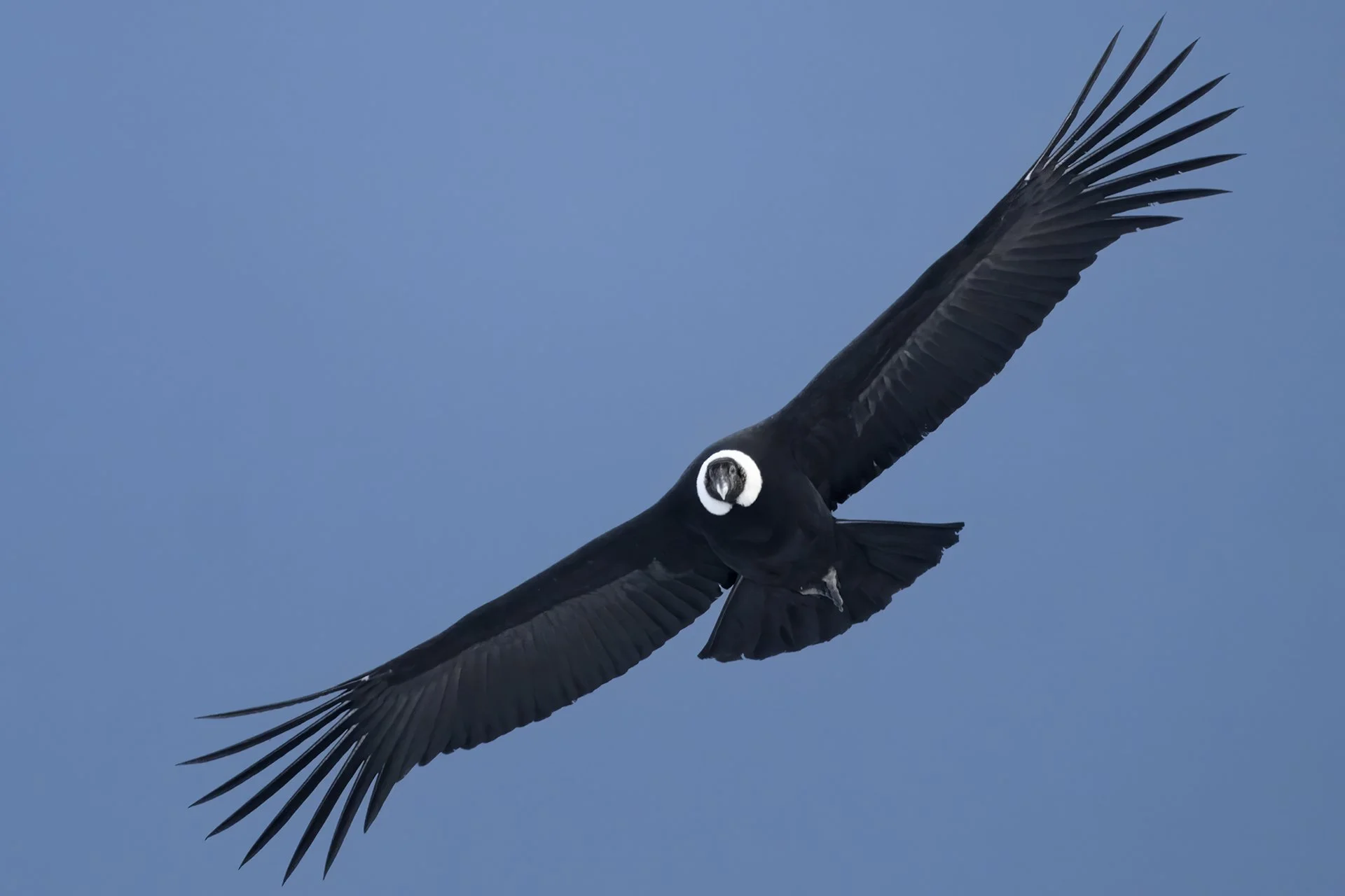 Condor in flight II©amosnachoum_260801_121641tiff-denoise copy.jpg