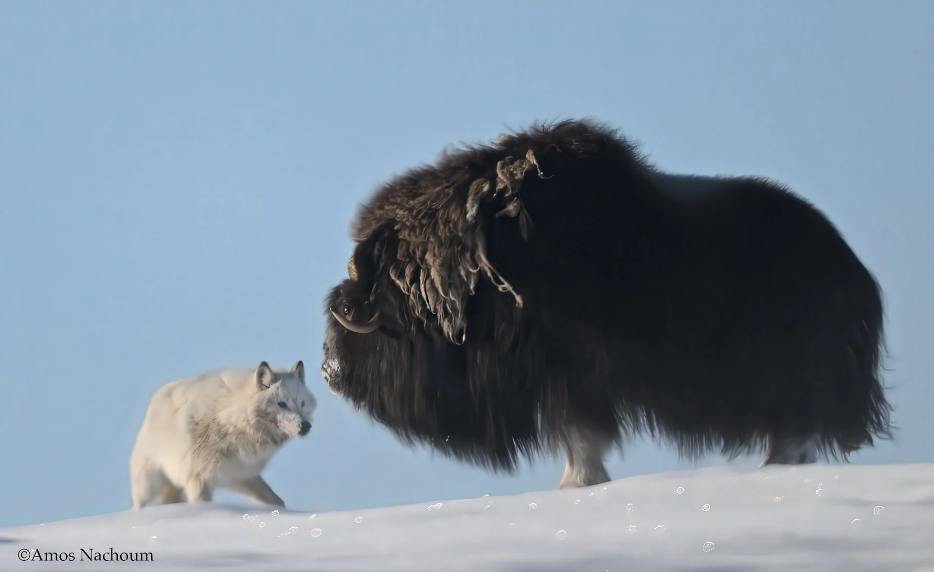 Wolf face Musk Ox, David & Golait.jpg