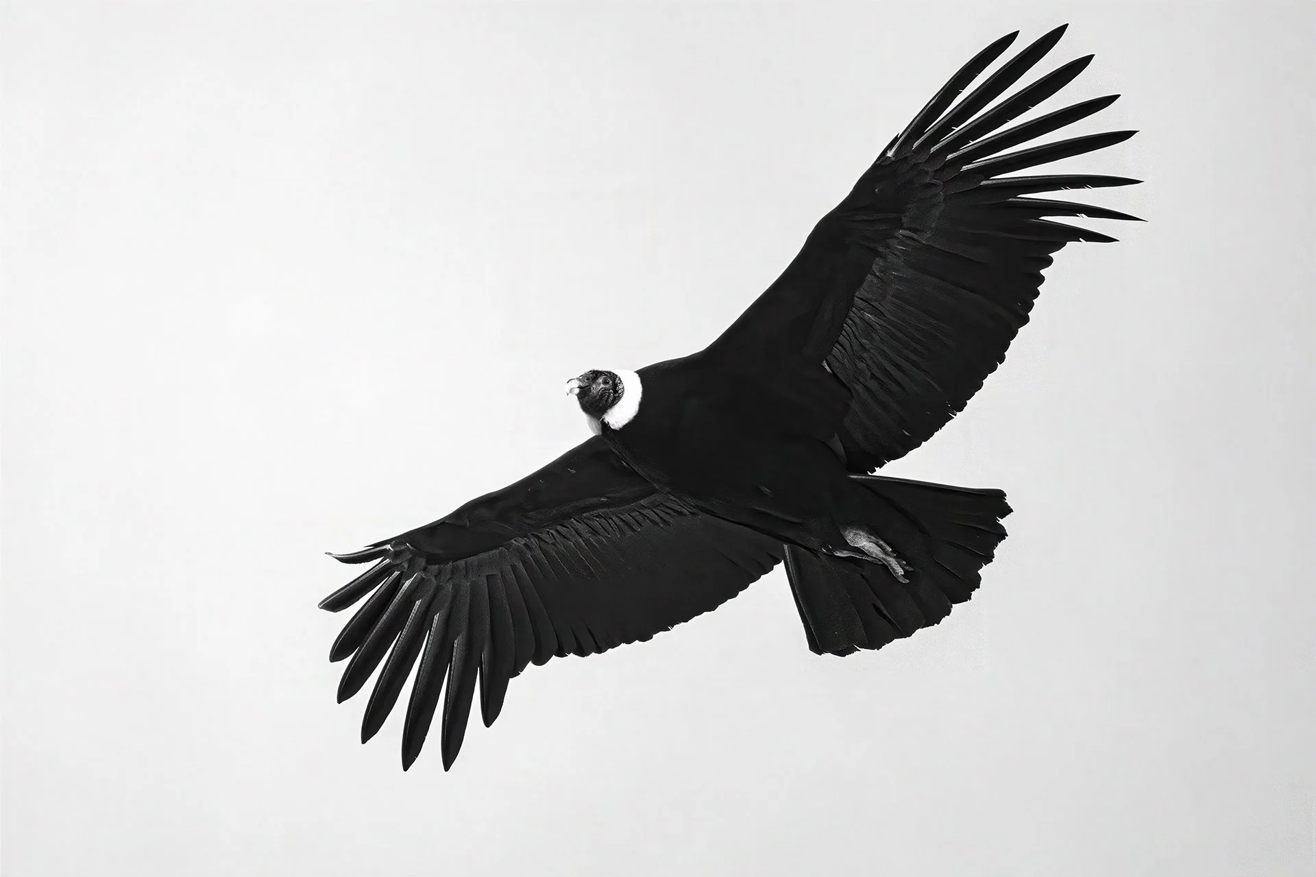 Condor B&W in flightf copy.jpg