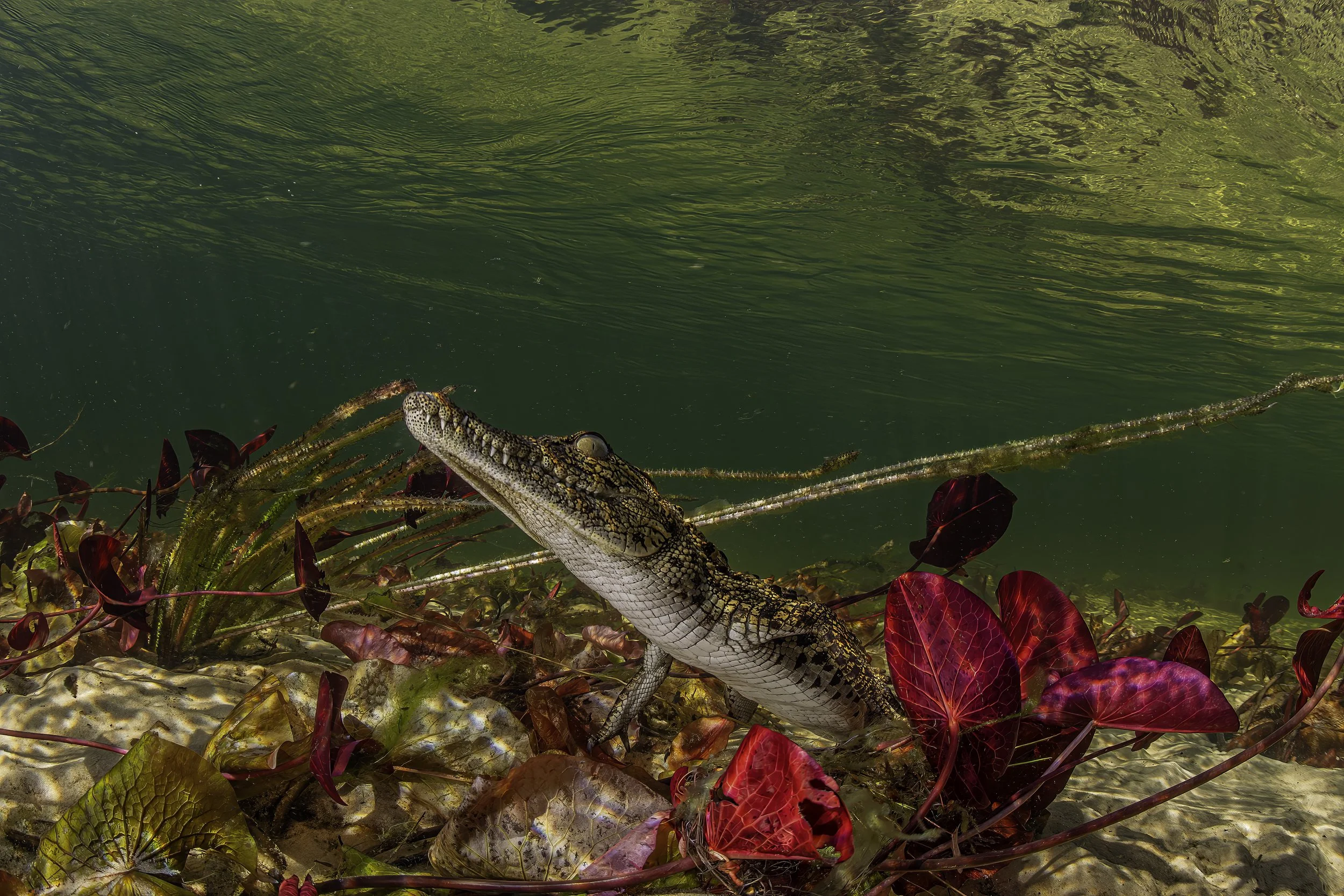 Small croc in the lillies  (1 of 1)-SharpenAI-Motion.jpg