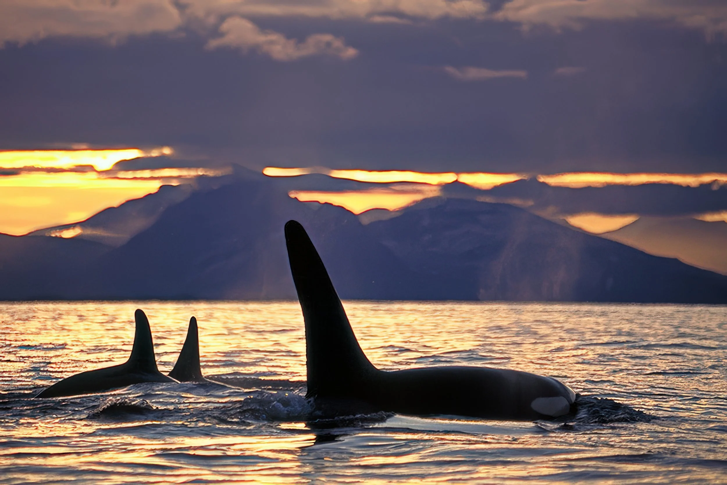 Orca in SunsetUnknown-1-gigapixel-high fidelity v2-4x.jpeg