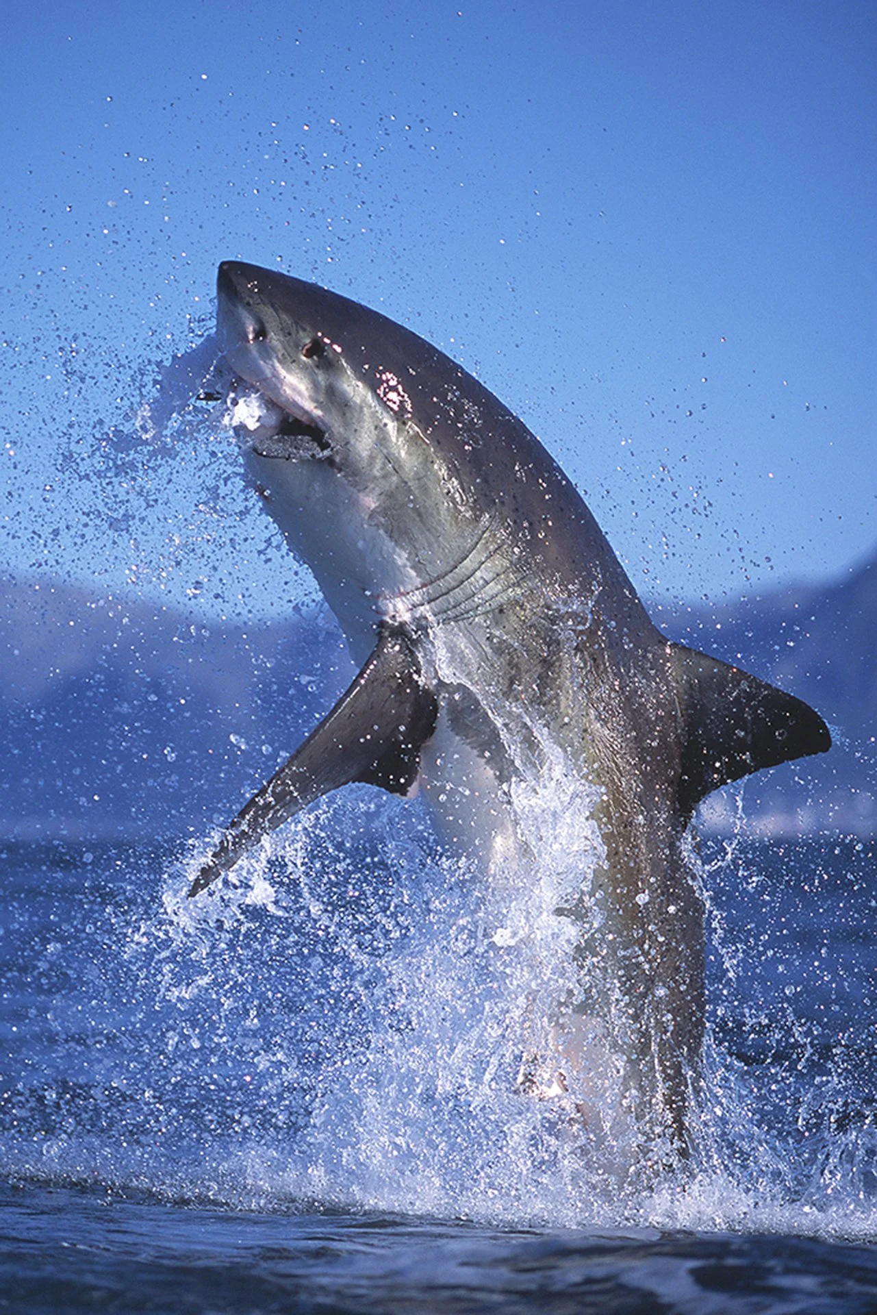 Breaching Great white shark-predation.jpg