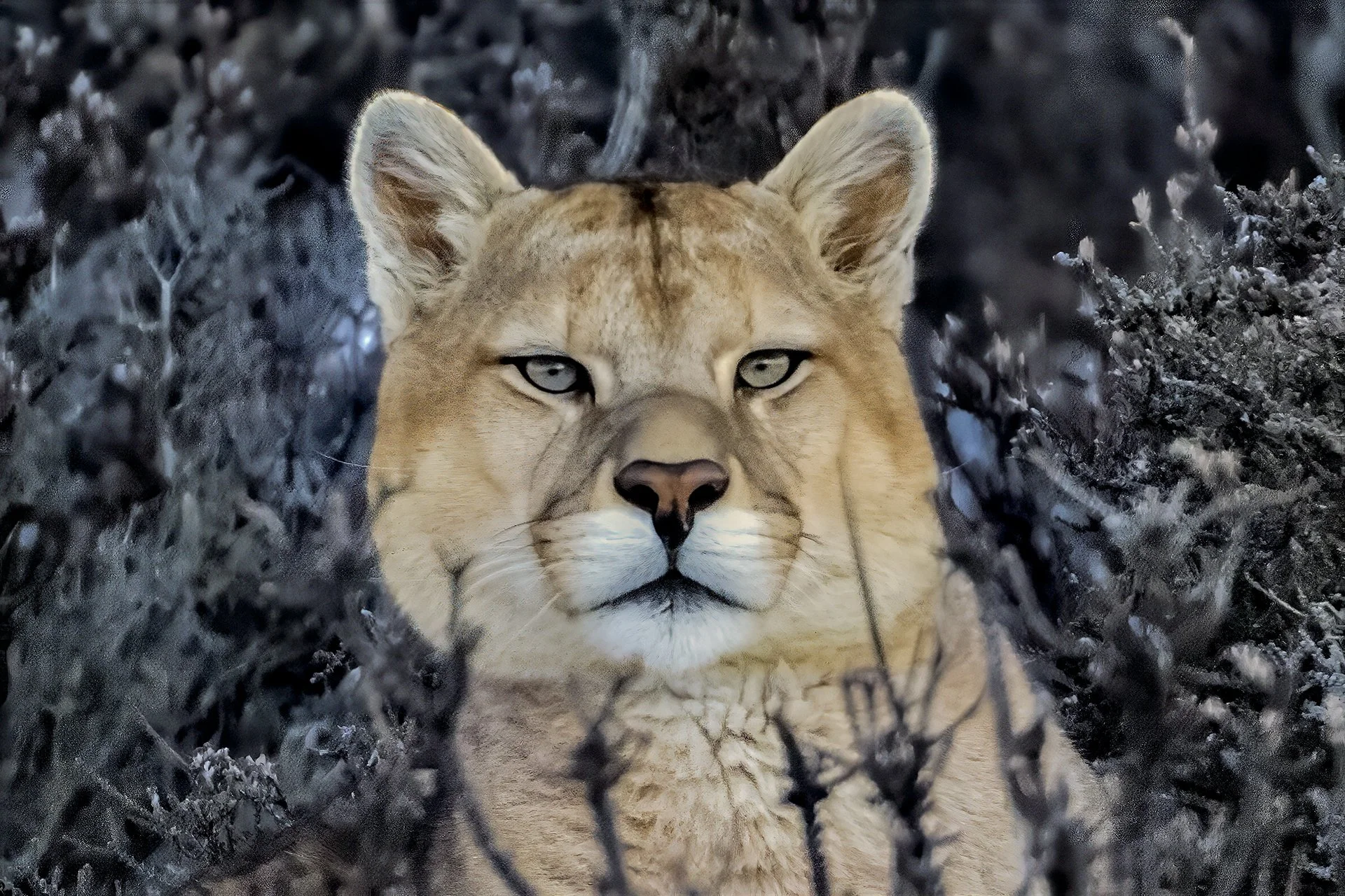Chilean Puma