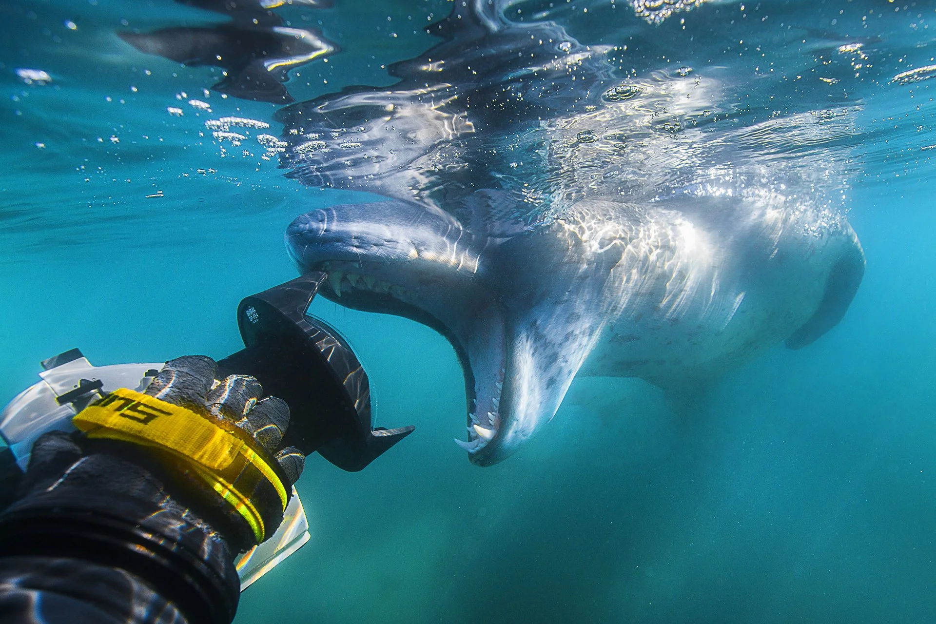 22 LeopardSeal& Camera-3122.jpg