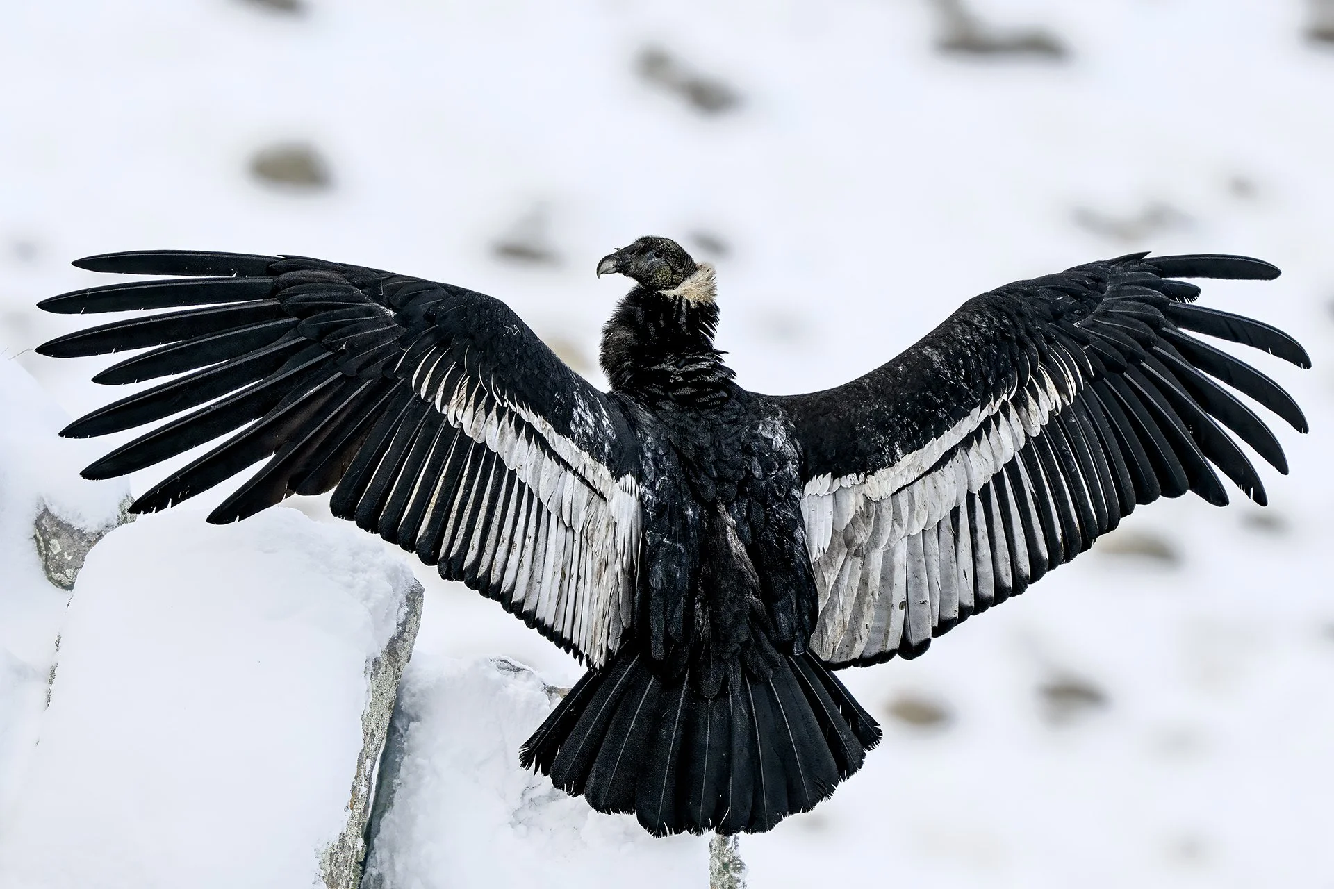 Condor.jpg