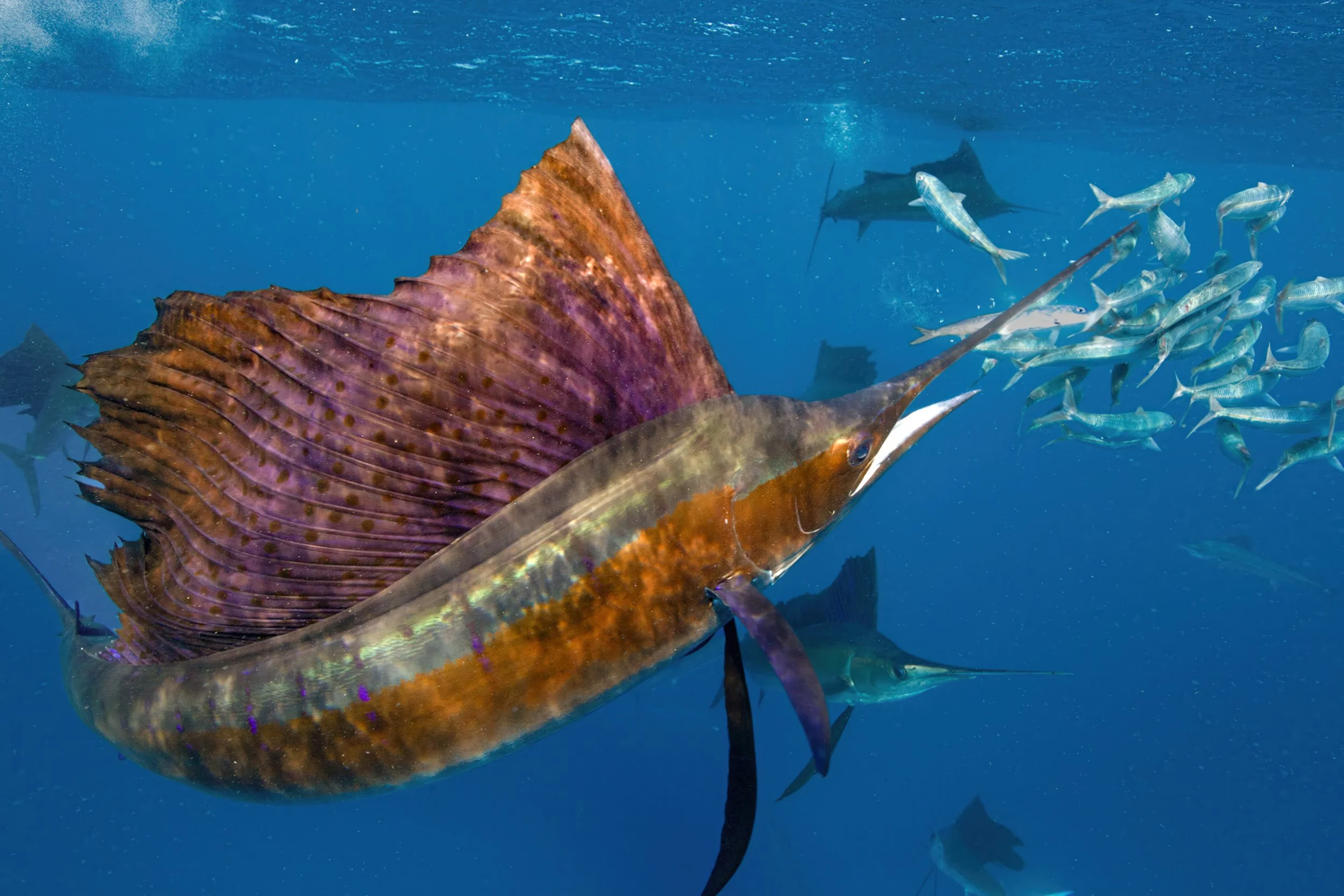 Sailfish.jpg