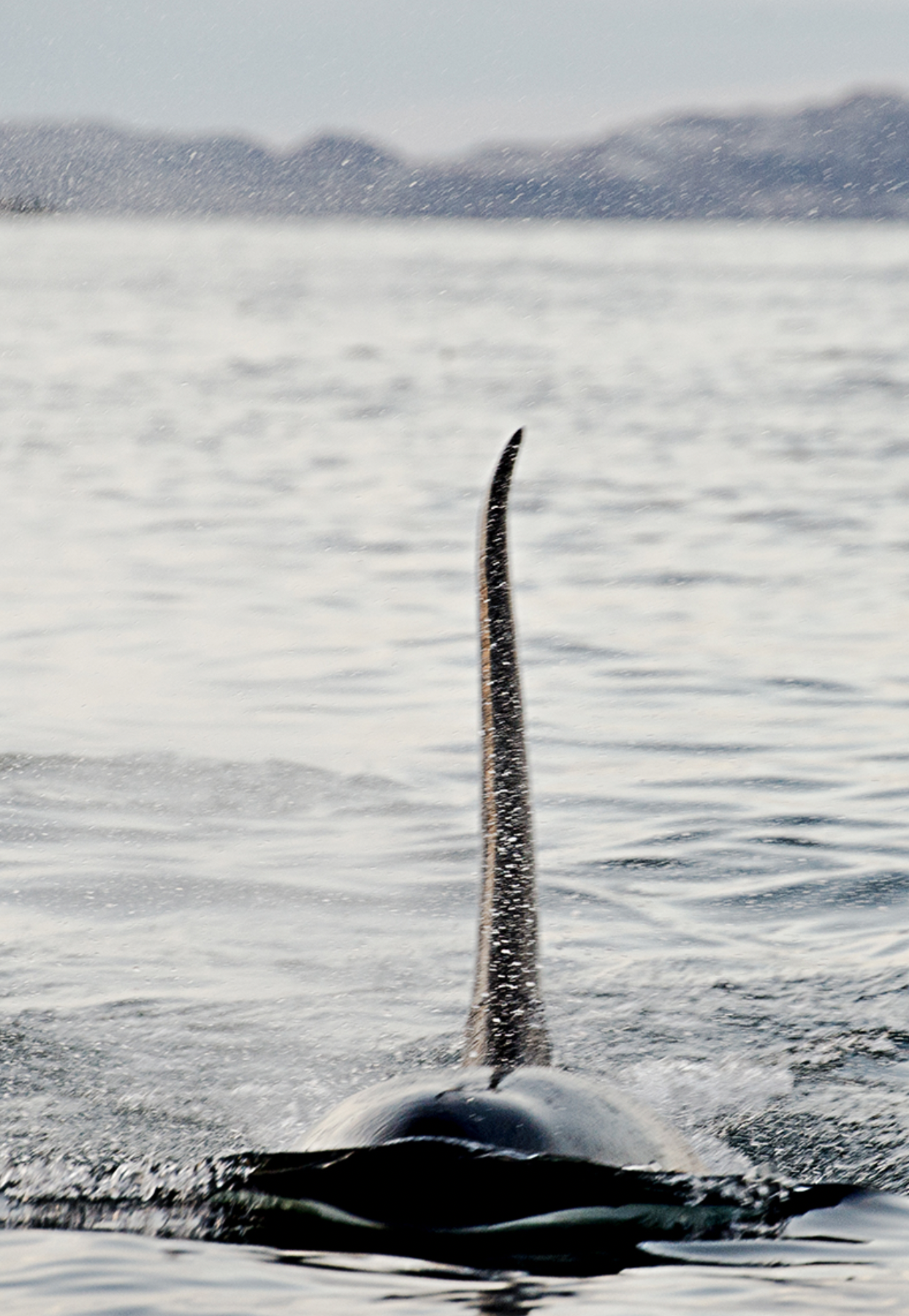 Orca male .png