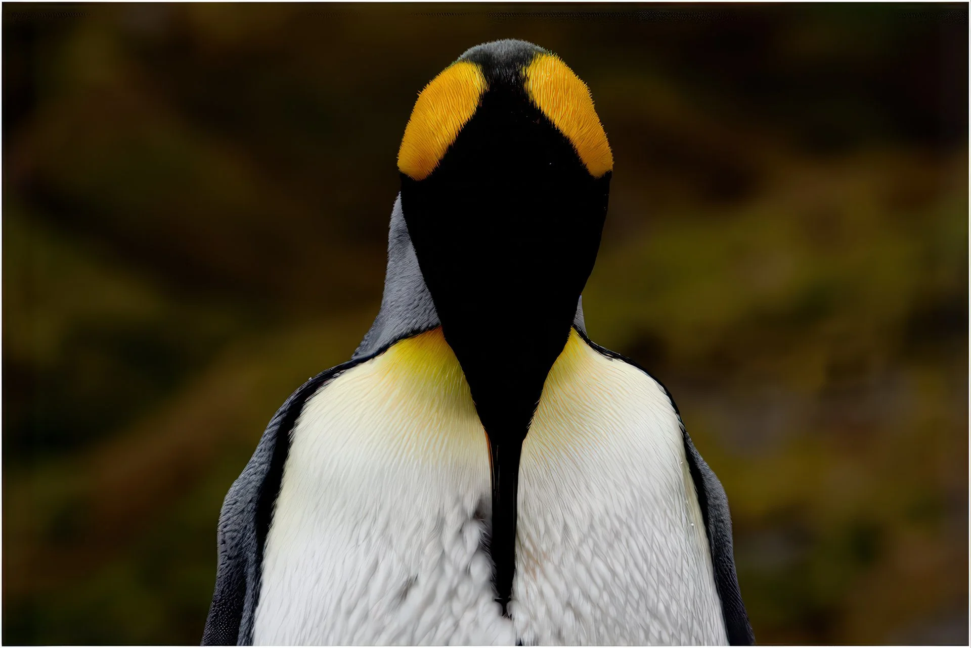 King penguin details copy.jpg