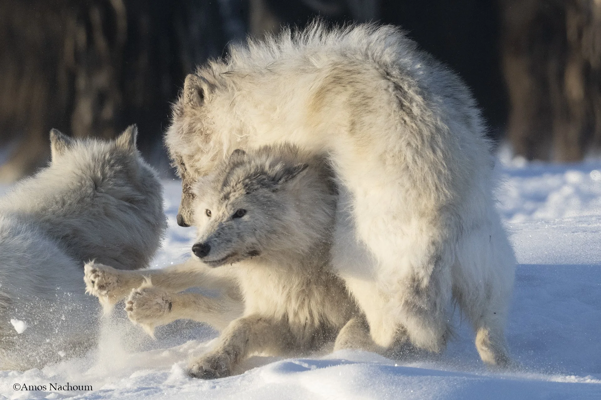 Wolf play time.jpg