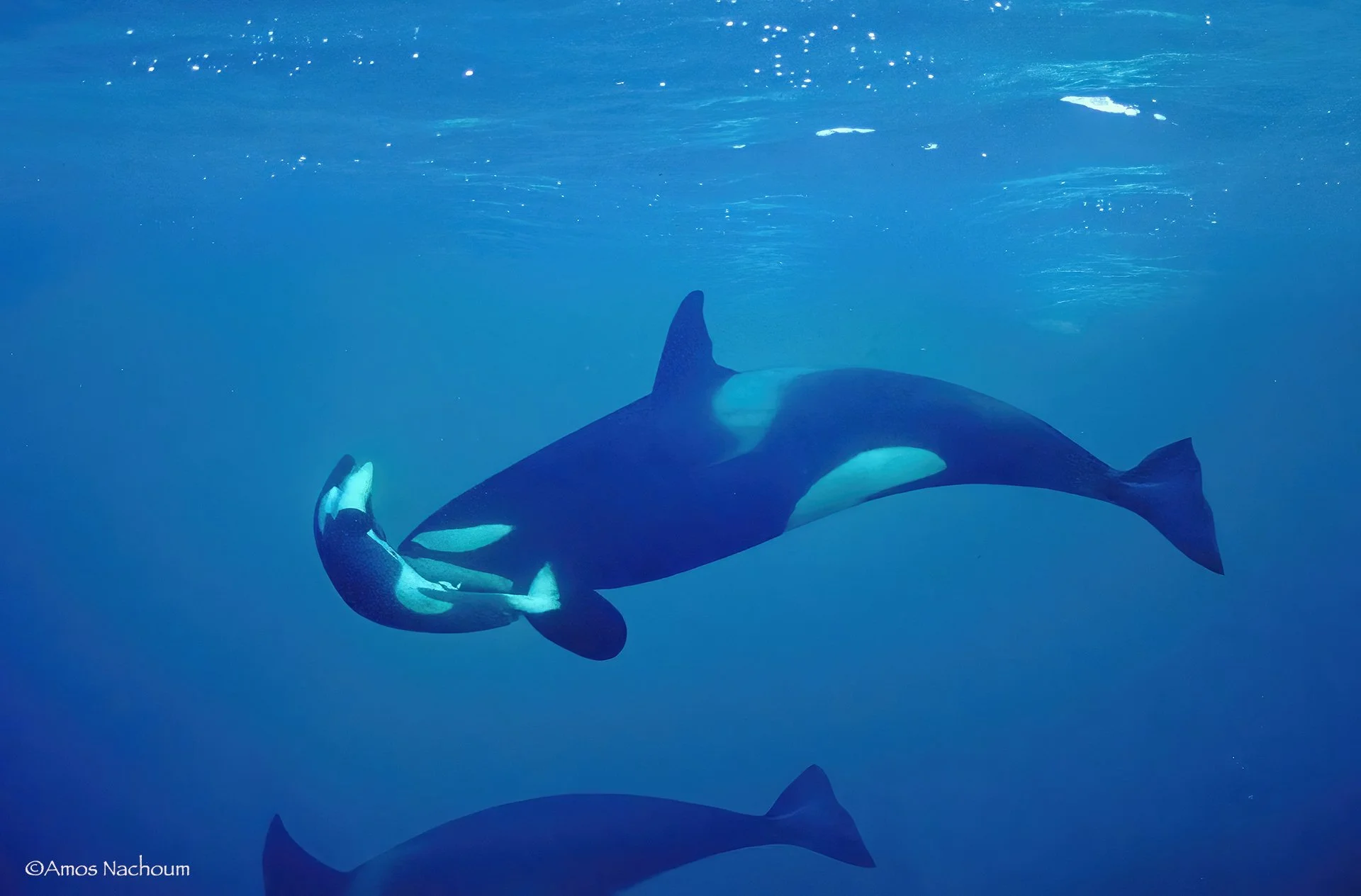 Xyz_FemaleOrca&Dead Calf.jpeg