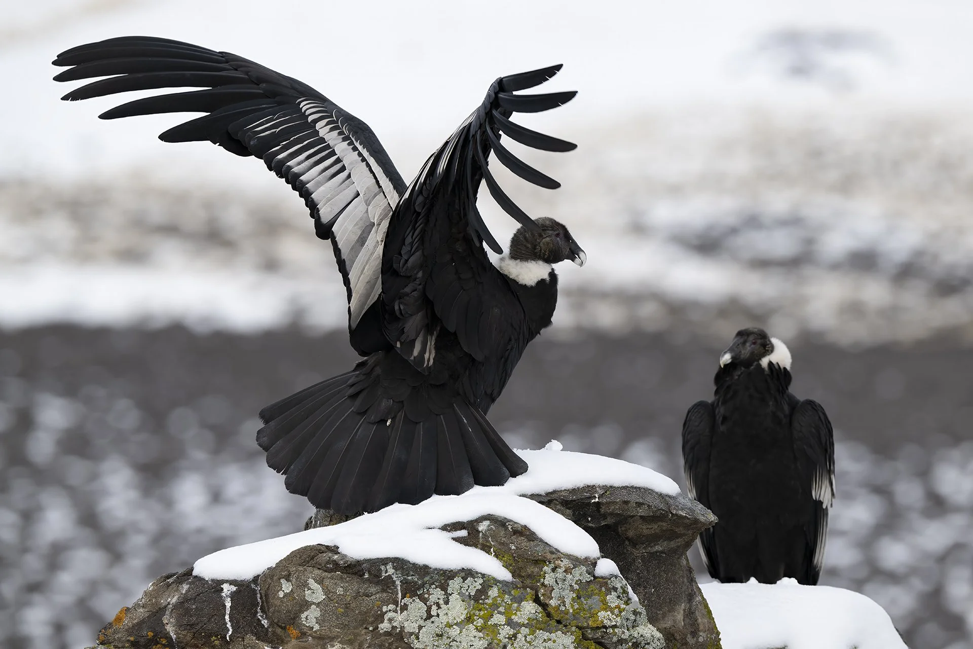 Condor - two©amosnachoum_260801_117024tiff-denoise-sharpen copy.jpg
