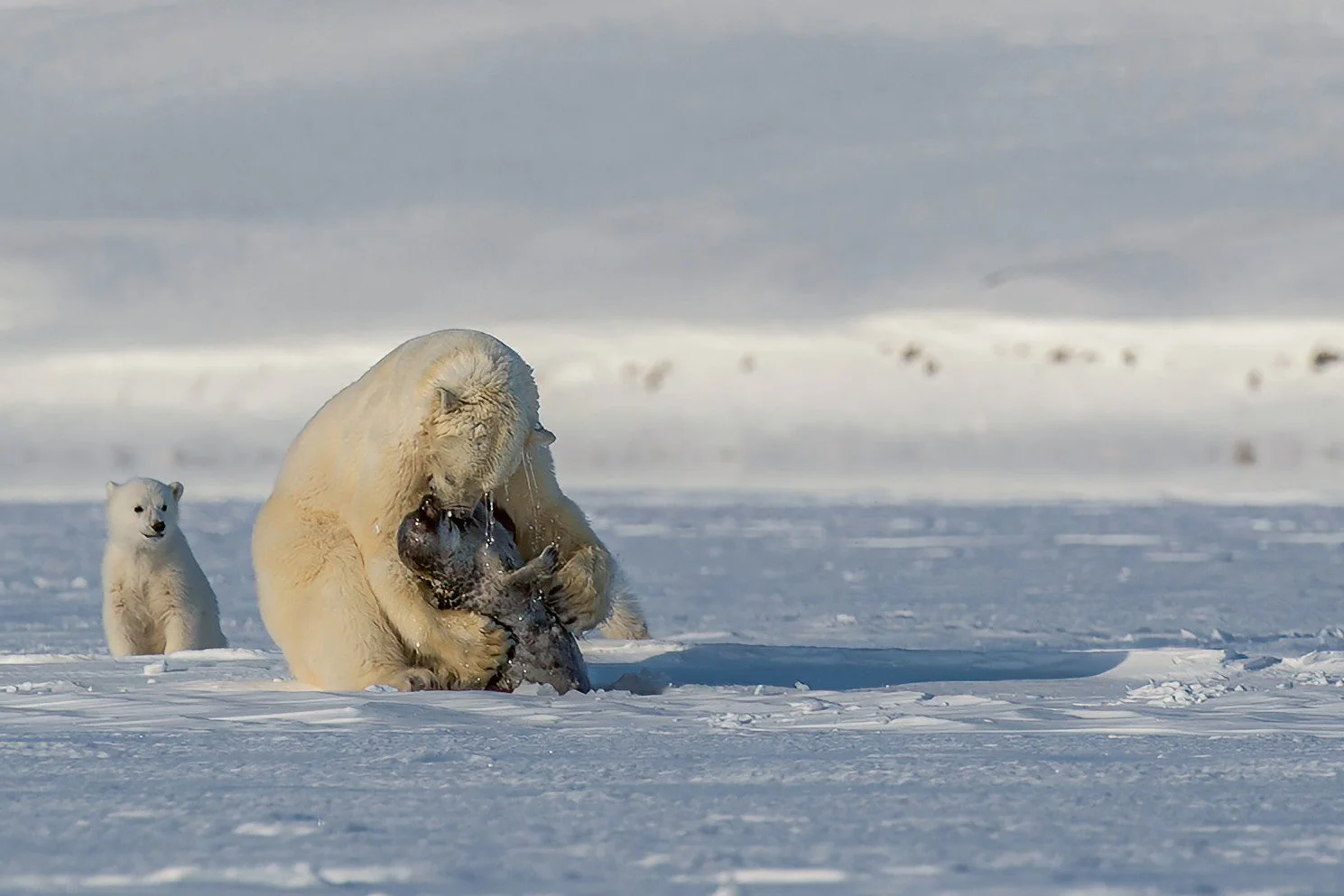 Polar Bear hunting.jpg