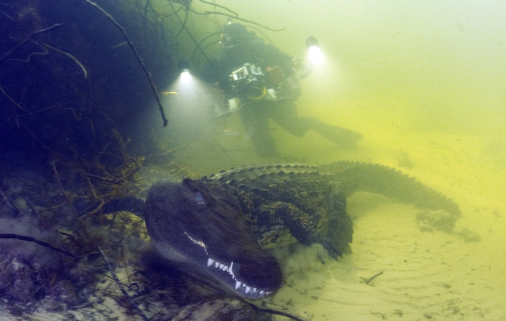 MovingCroc&Brad0358.jpg