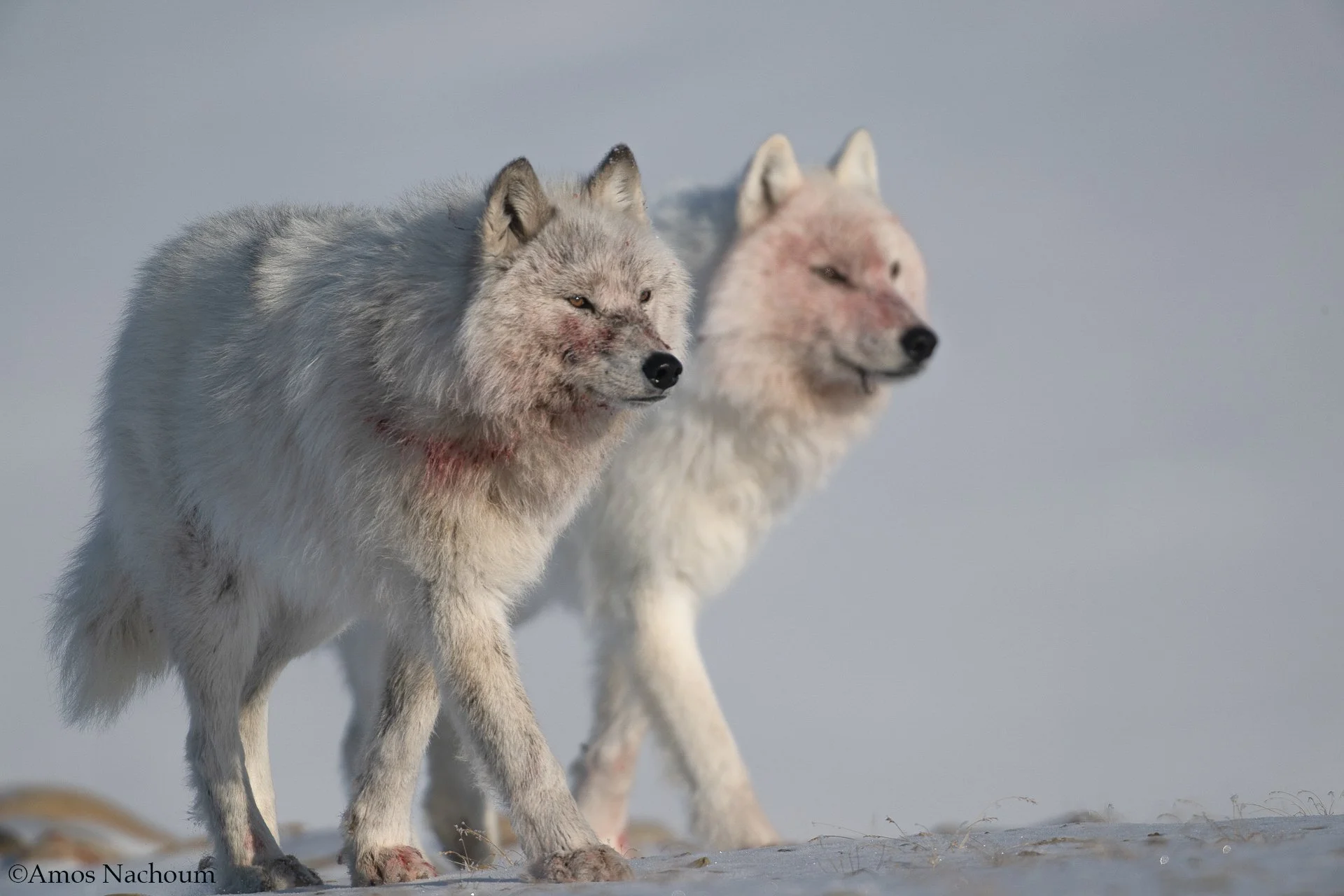 (s) Two Breeding wolves.jpg