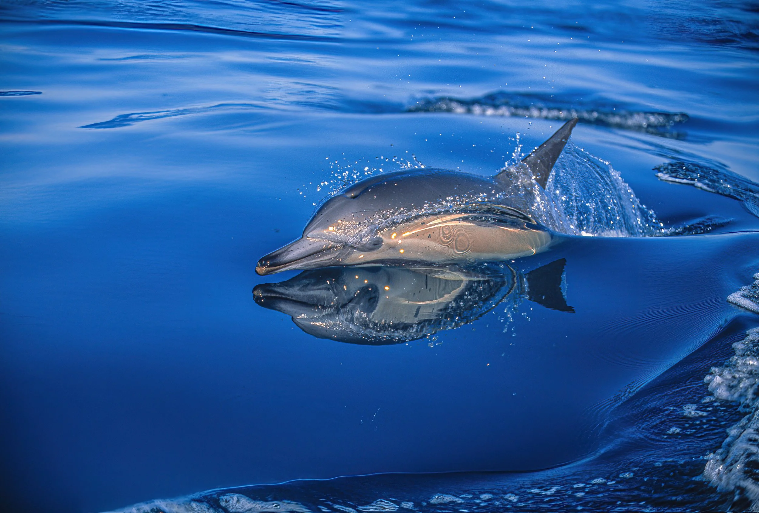 Dolphin cruising.jpg