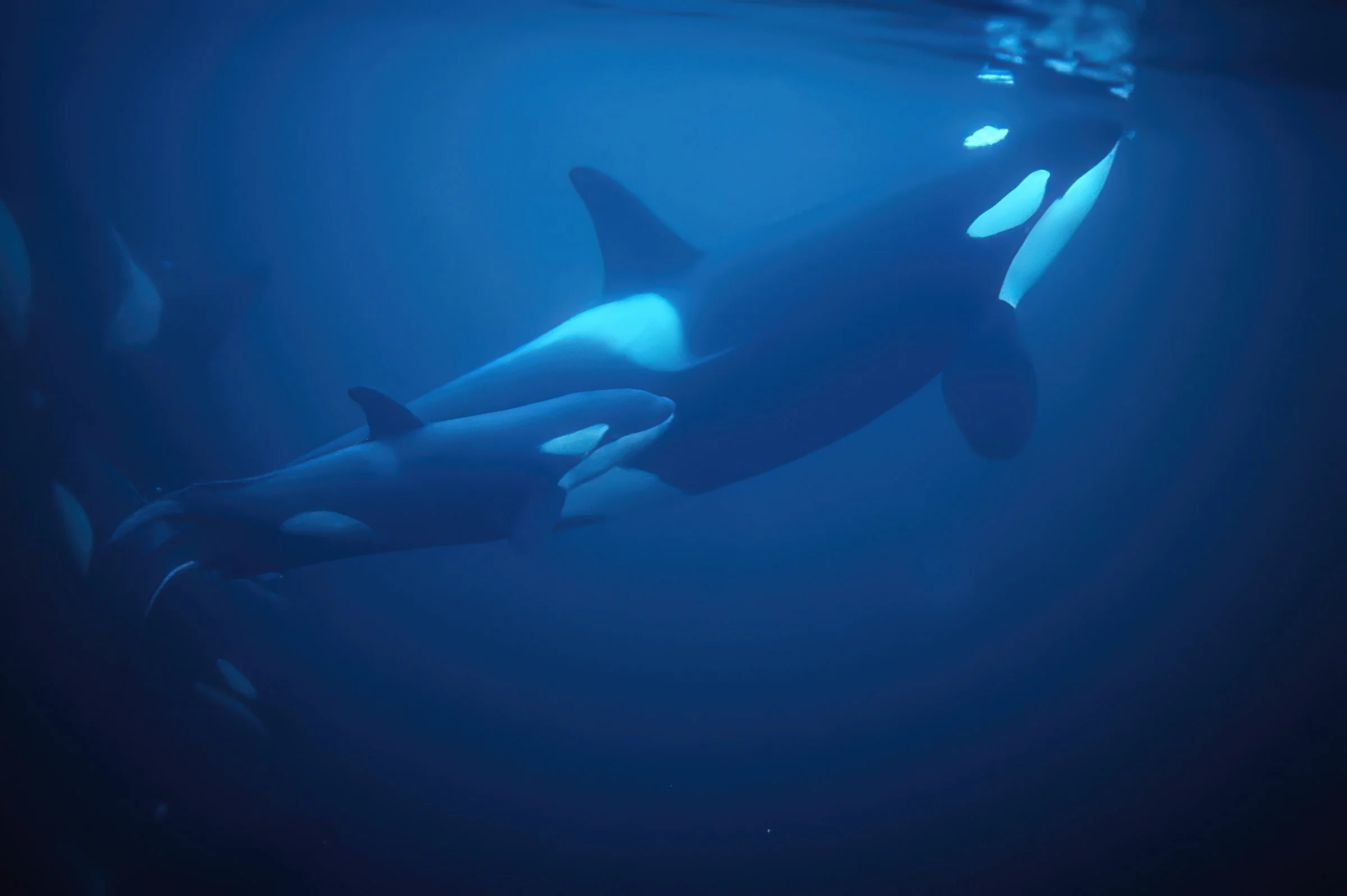 V1_Orca and youngV_Orca&YoungCalf-gigapixel-high fidelity v2-2x.jpeg