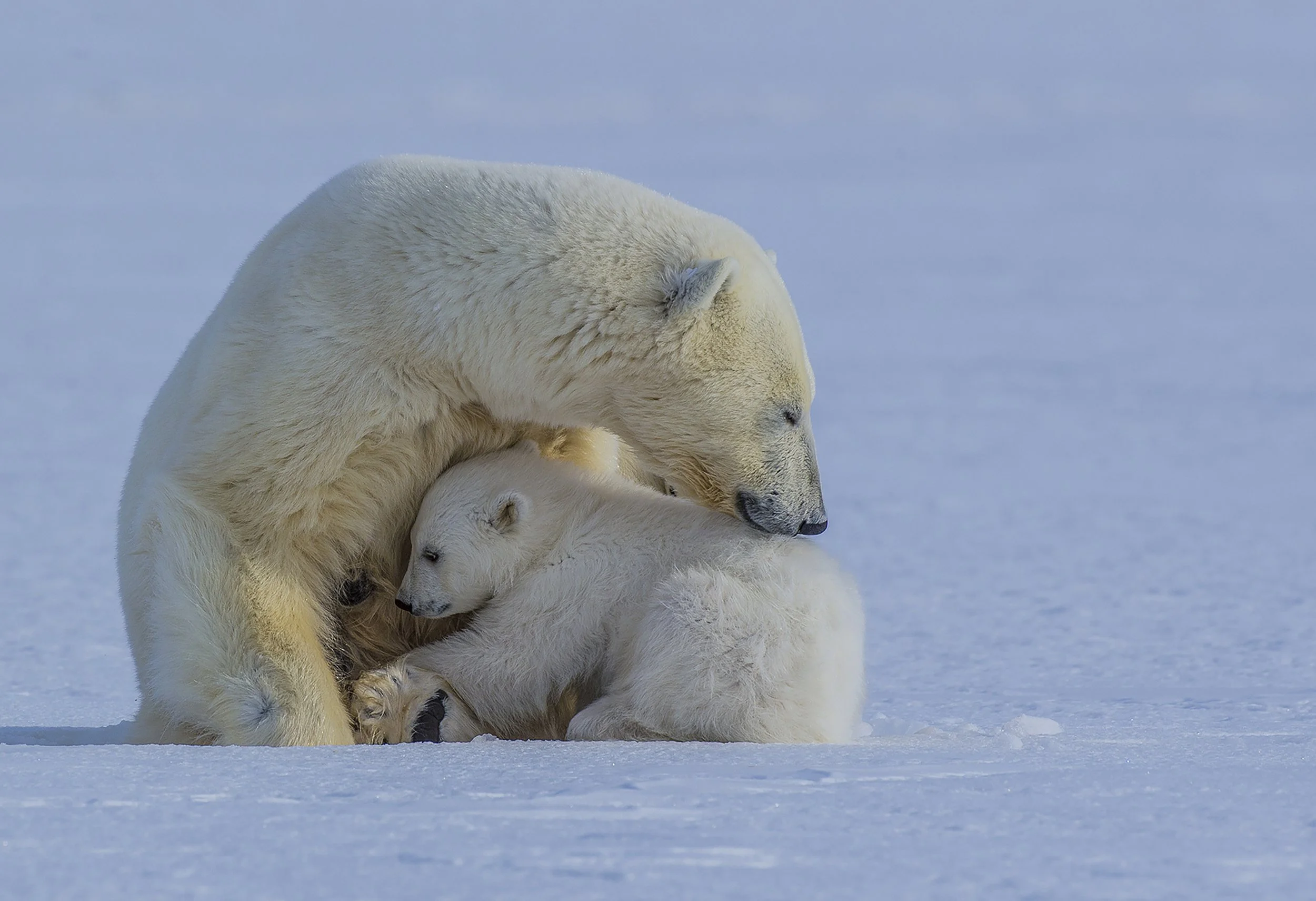 5k Fur bundle_Polar Bear nursing5294.jpg
