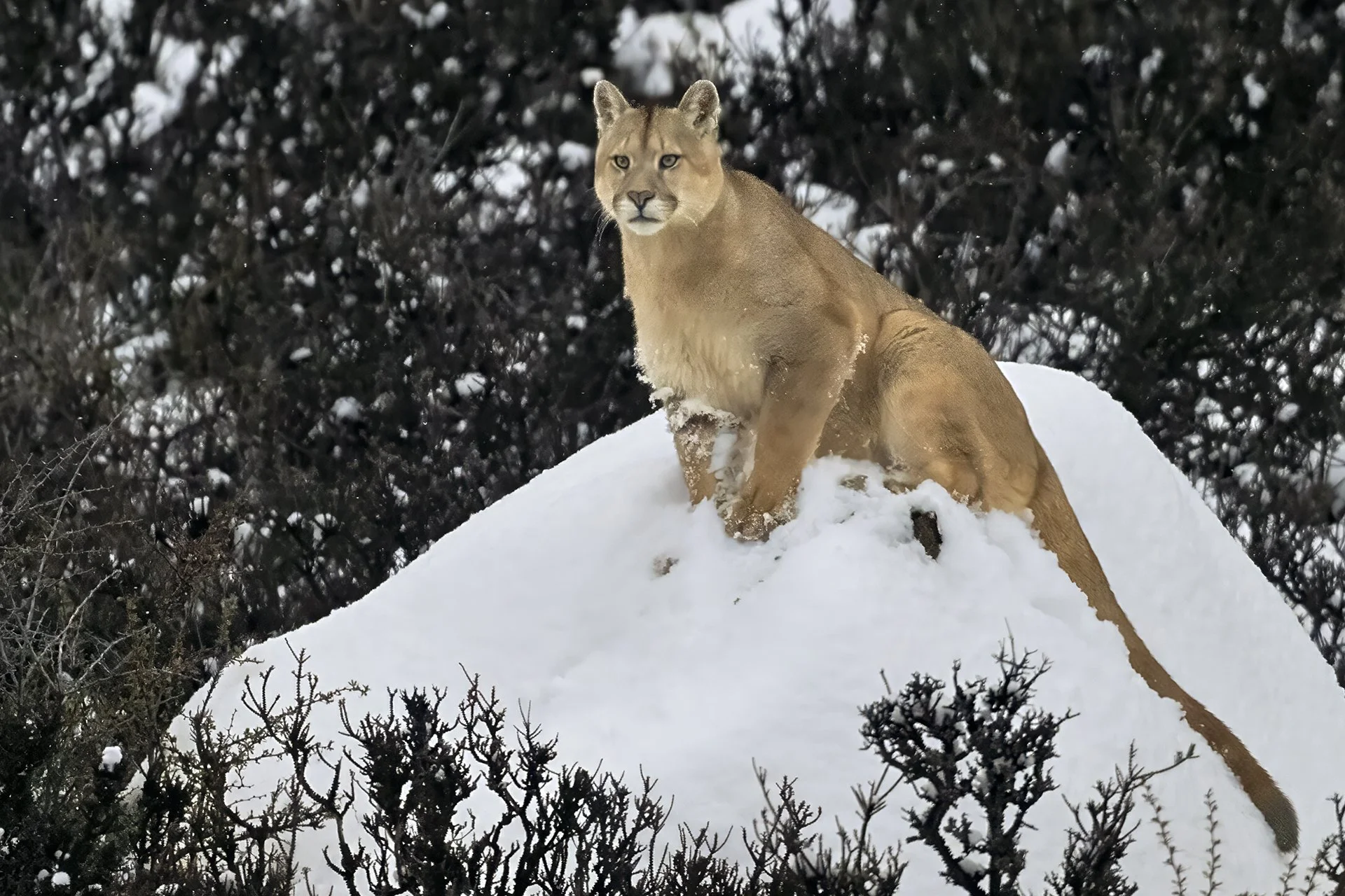 Peluso watching from a snow covered rock.jpg