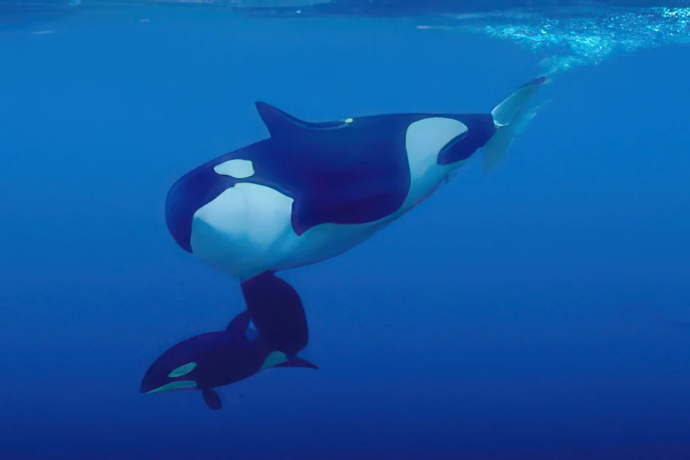 Orca and cub 1996302760-gigapixel-high fidelity v2-6x.jpg