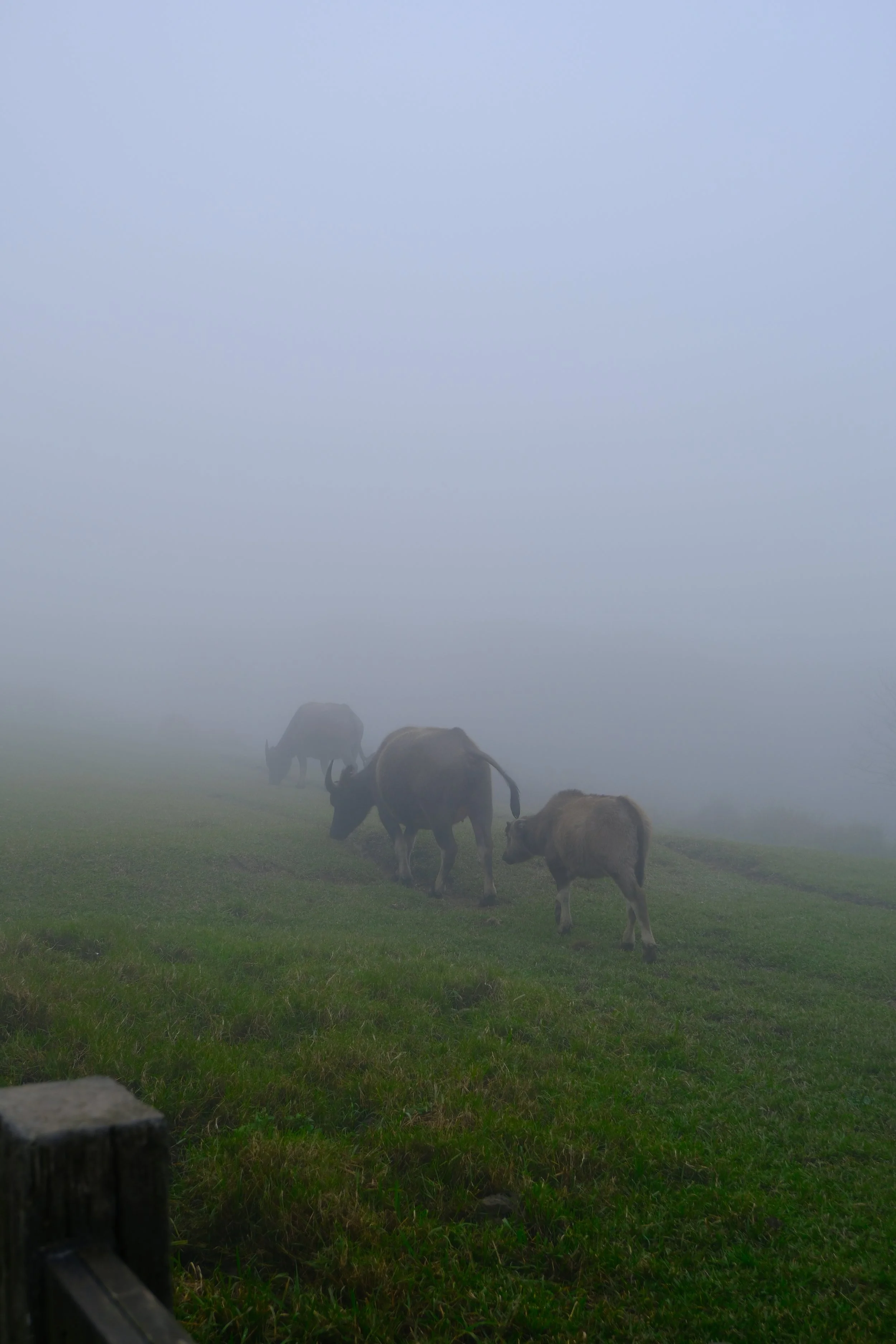 DSCF2351.JPG