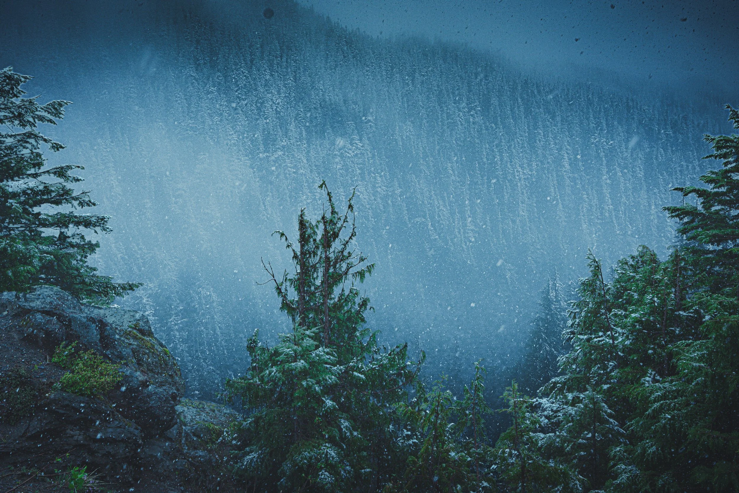 A misty forest scene with tall evergreen trees and snow falling, with mountains in the distance