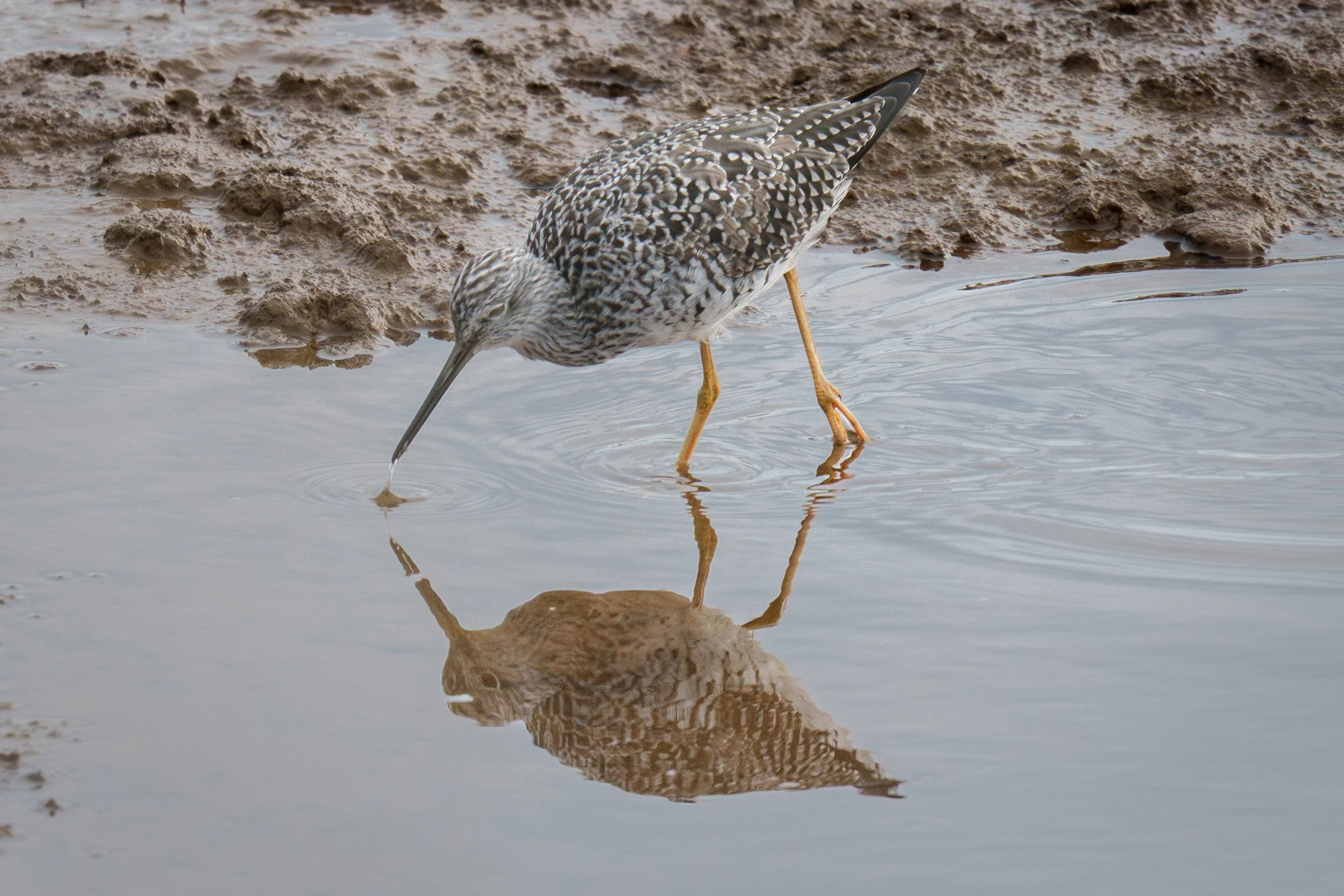 A shorebird with long legs and a long, pointed beak wading in shallow water near a muddy shoreline, with its reflection visible in the water.