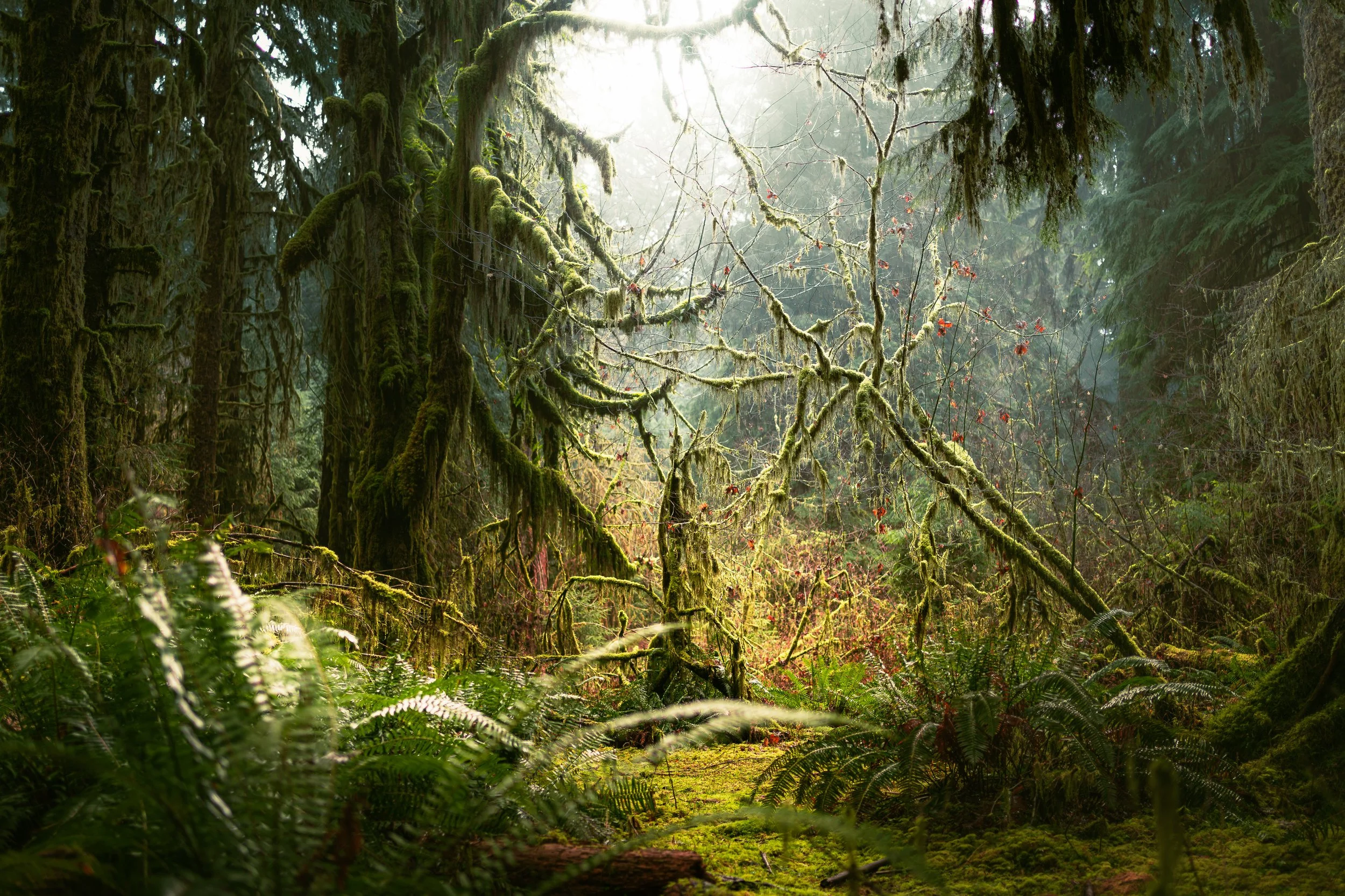 Trying to Make Sense of the Hall of Mosses