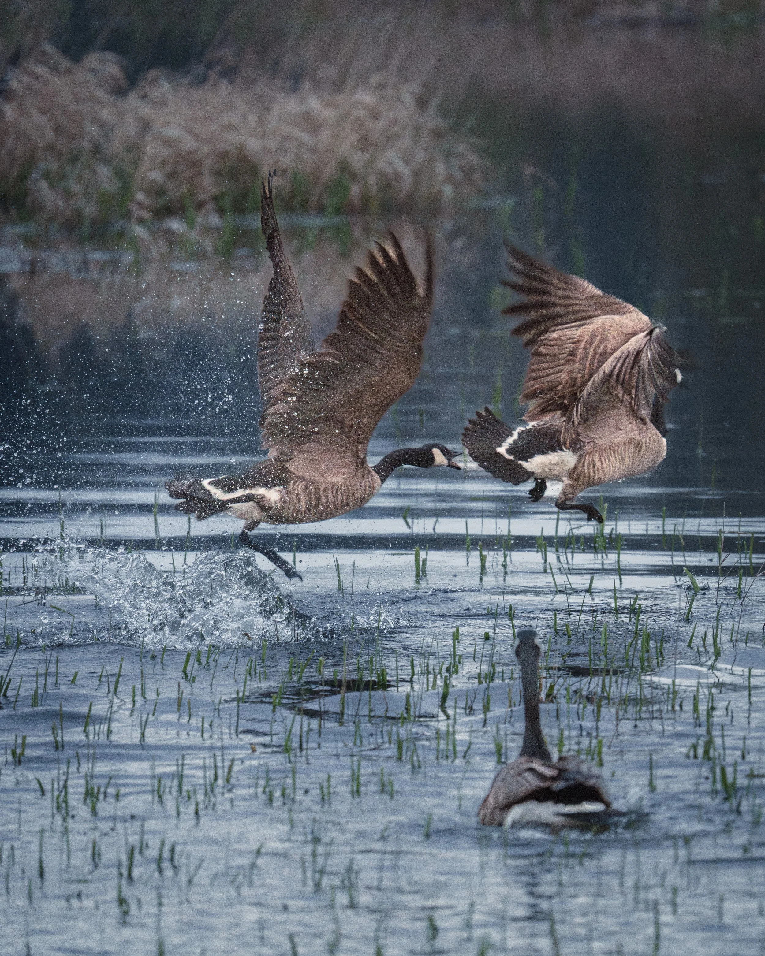 The Geese Won the Morning at Nisqually