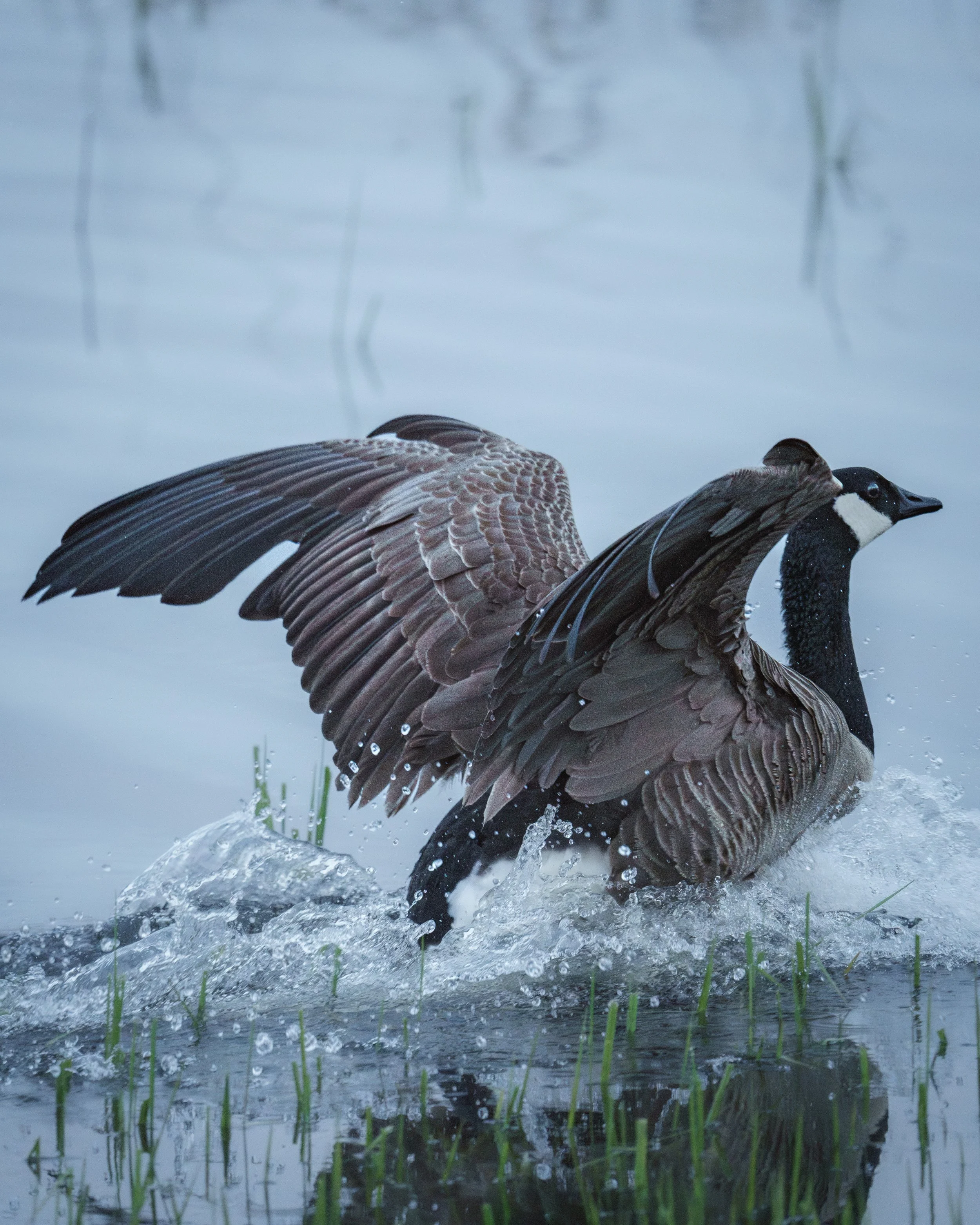 A Canada Goose splashing in water with its wings outstretched and water droplets flying around, near a grassy area.