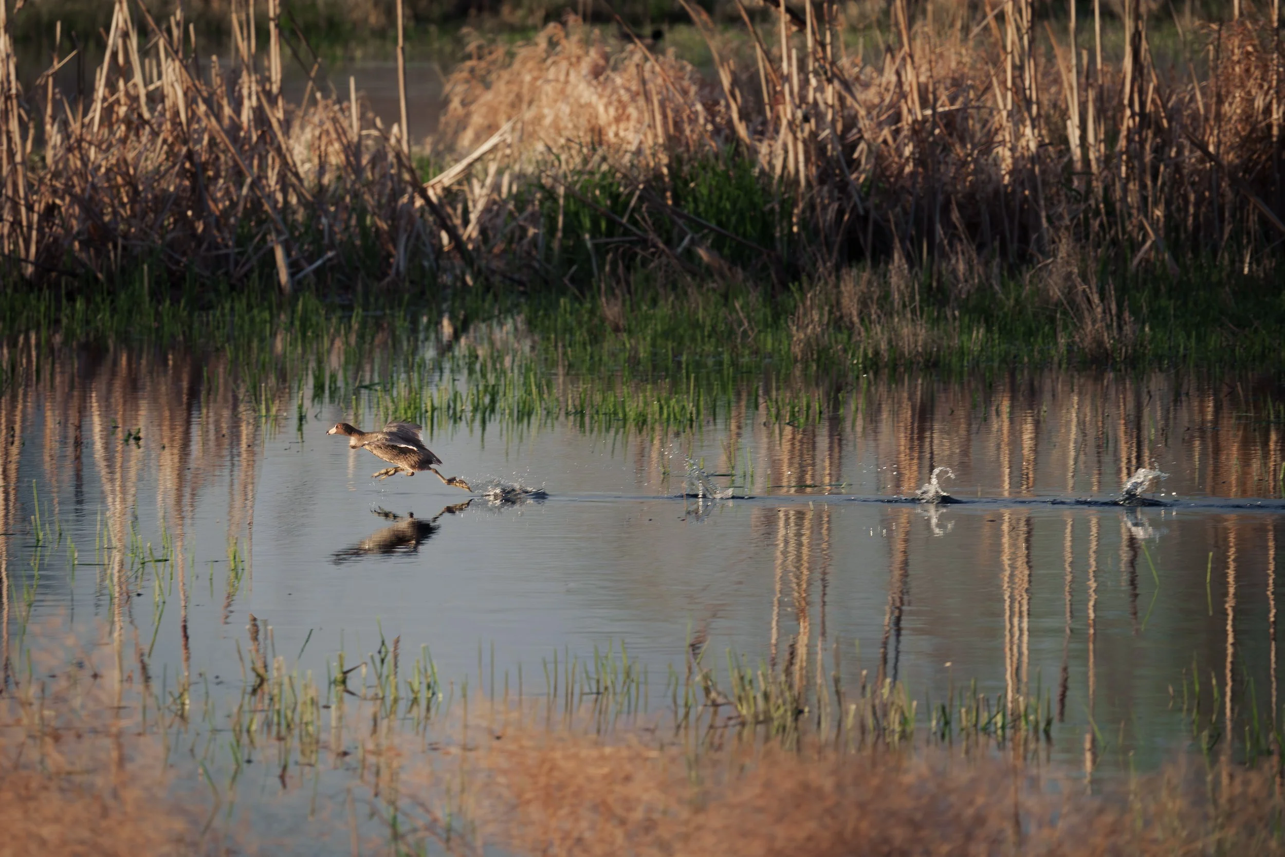 n American Coot runs across shallow wetland water, leaving a line of splashes behind it among reflected reeds.