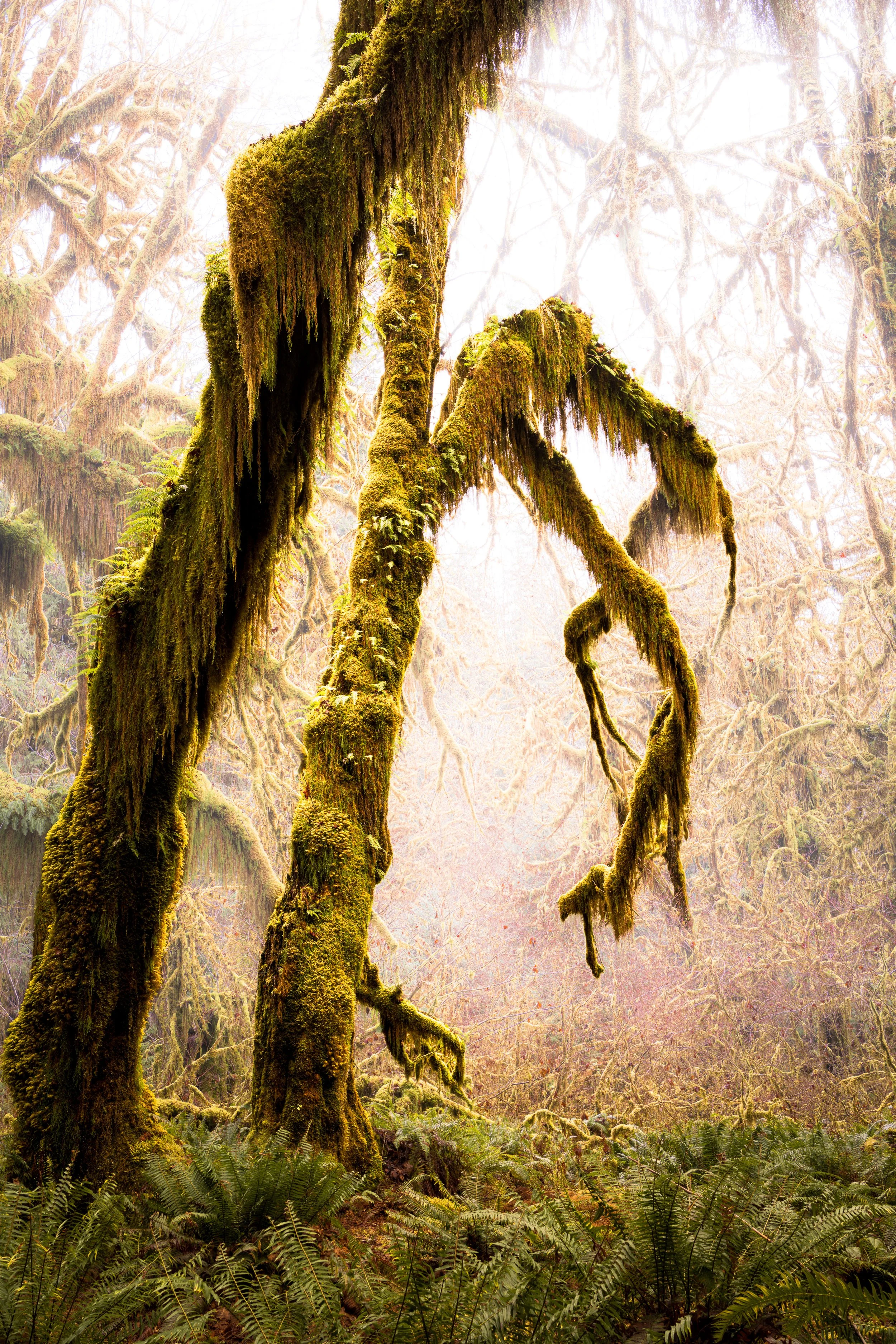 Tall moss-covered maple trunks and arching branches stand against a very bright background filled with bare winter branches.