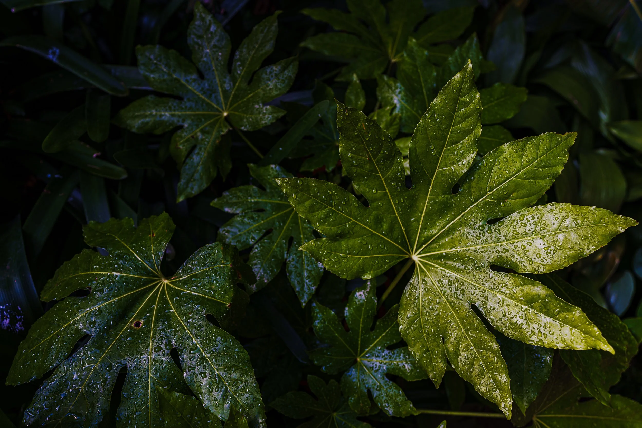 Close-up of dark green leaves with water droplets, some leaves show water spots or damage, on a dark background.