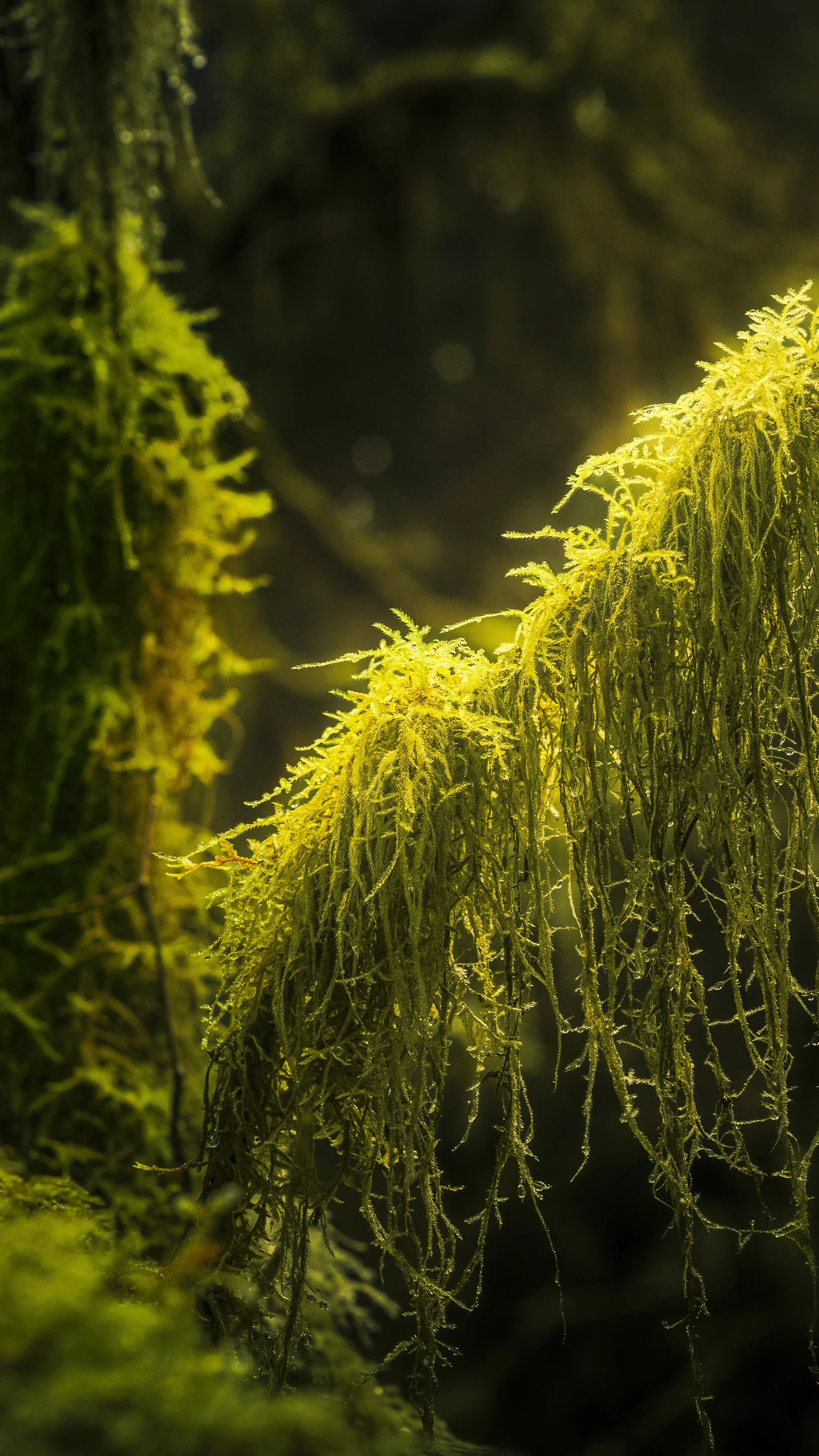 Close-up of moss hanging from tree branches in a forest with sunlight filtering through.