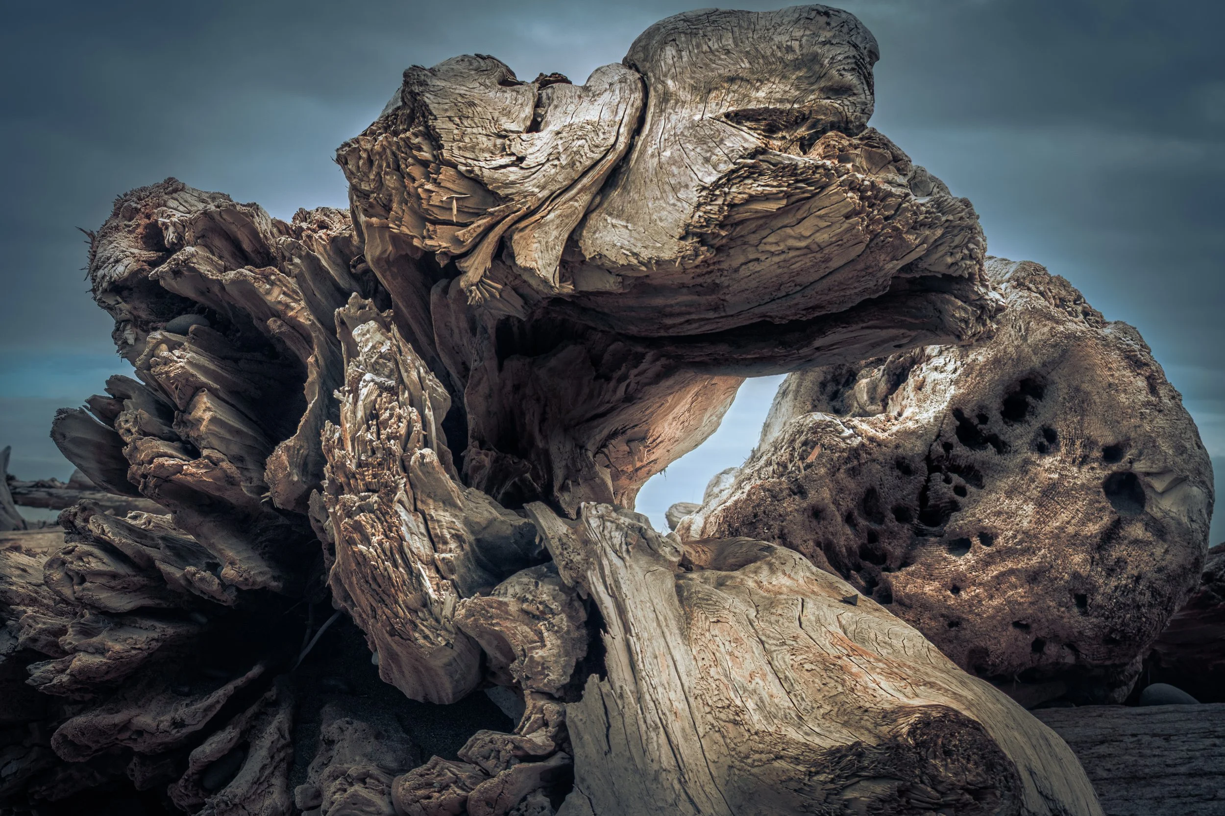 Close-up of weathered driftwood on a beach with a cloudy sky in the background.