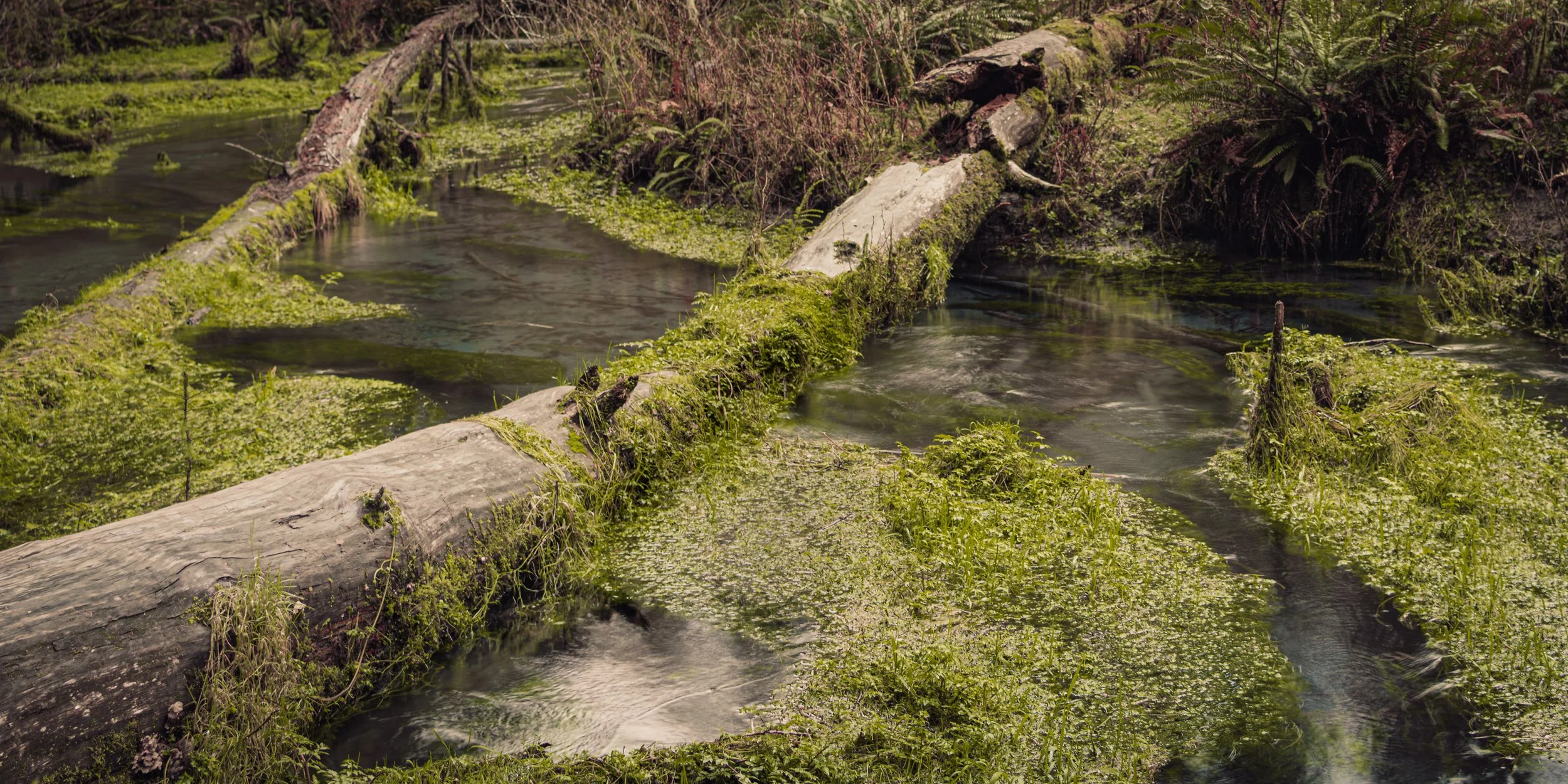 Fallen moss-covered logs divide shallow channels of moving water surrounded by dense green groundcover.