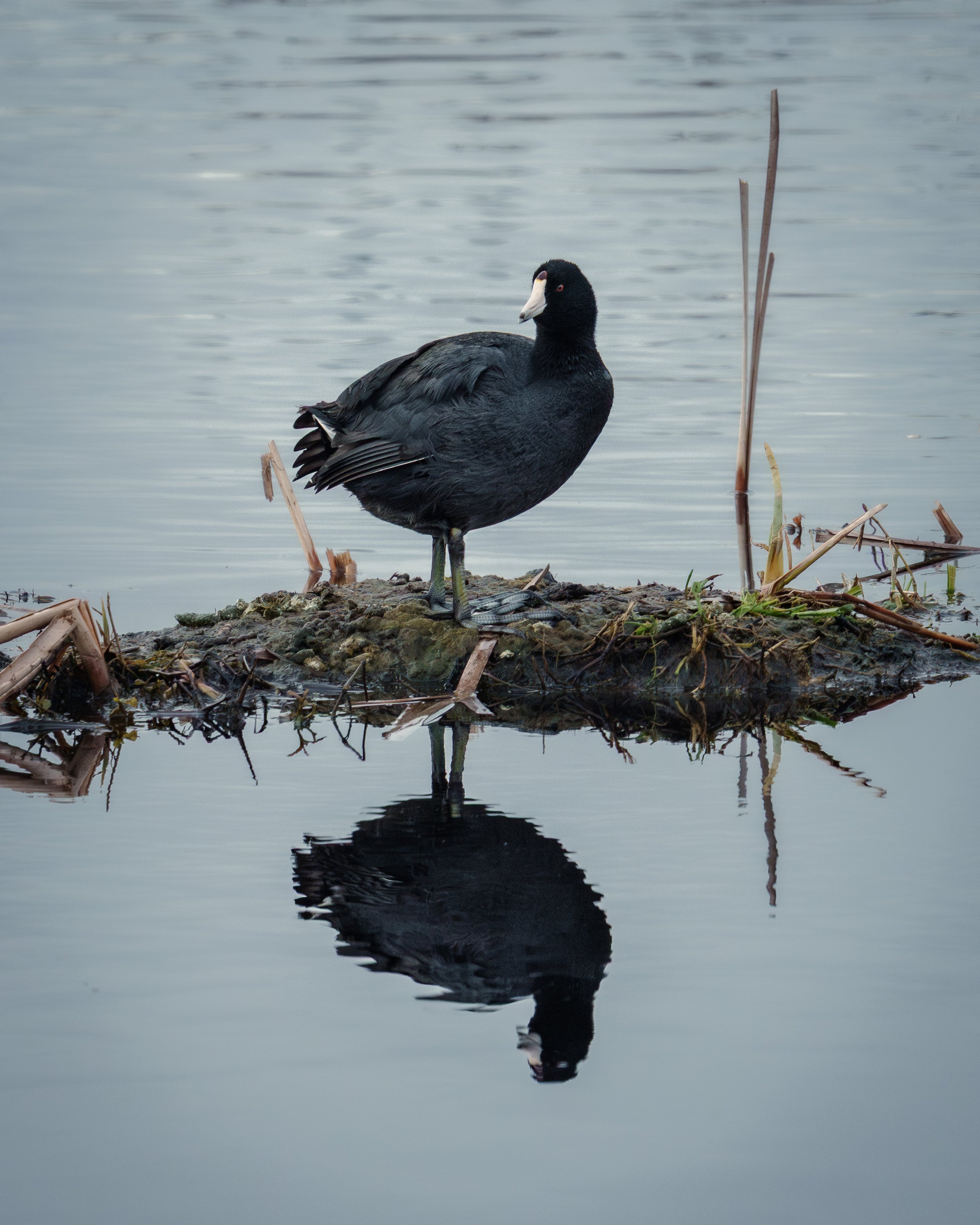 An American Coot stands on a small muddy island, its full reflection visible in calm gray water.