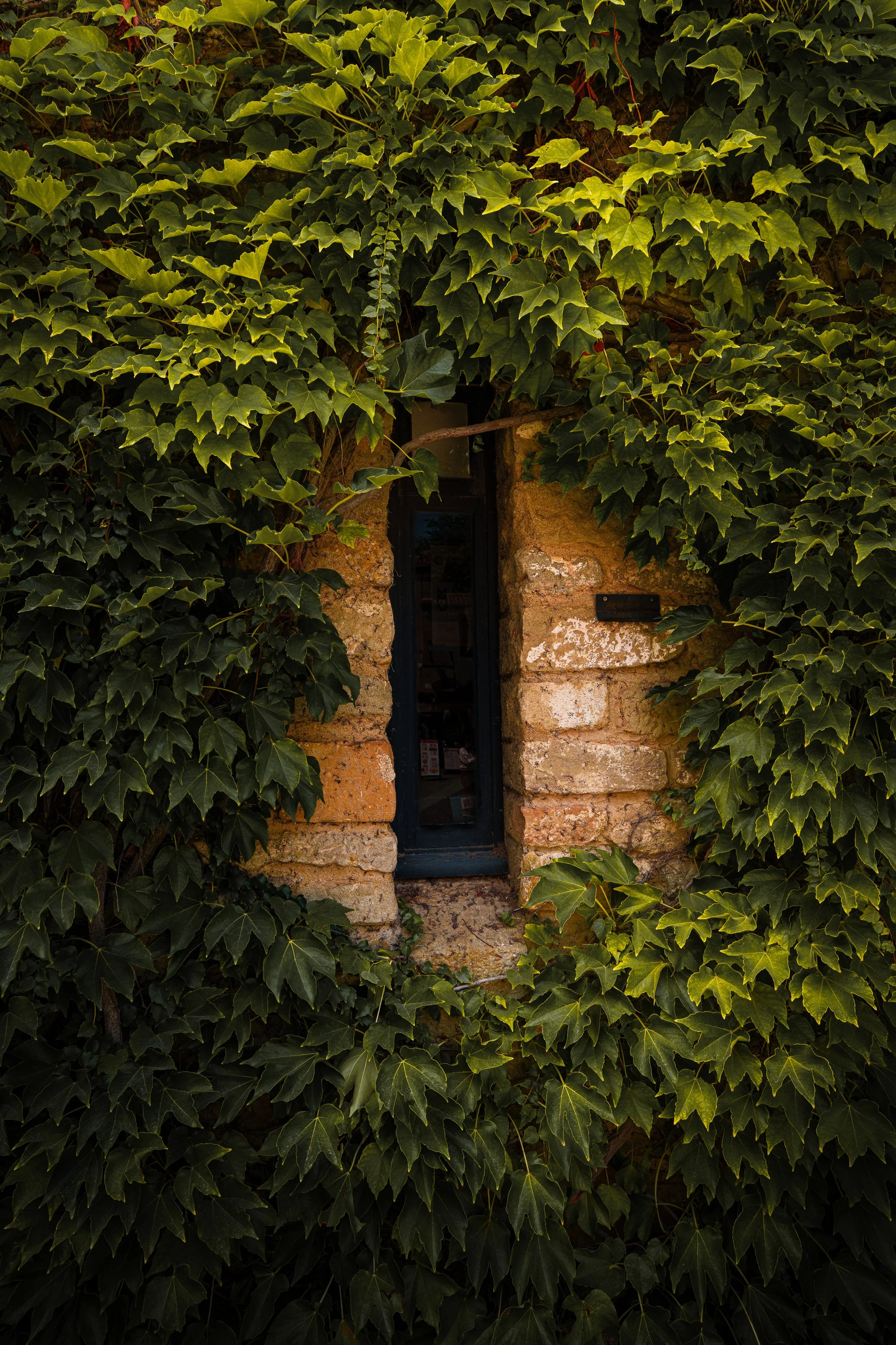 A doorway made of stone bricks is partially covered by dense green ivy leaves, with a small window visible above the door.