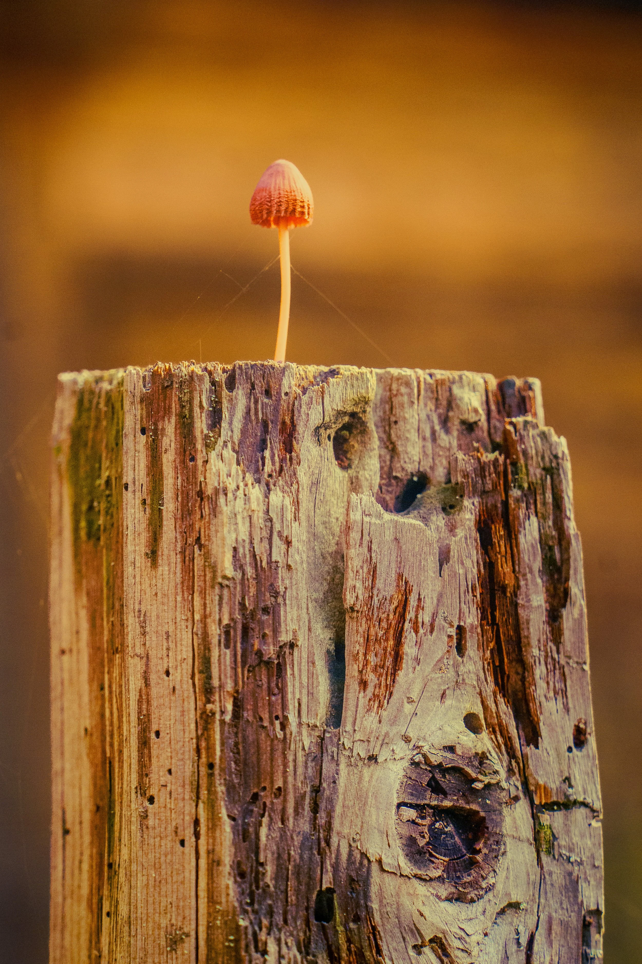 Close-up of a small mushroom growing on top of a weathered wooden post with a blurred background.