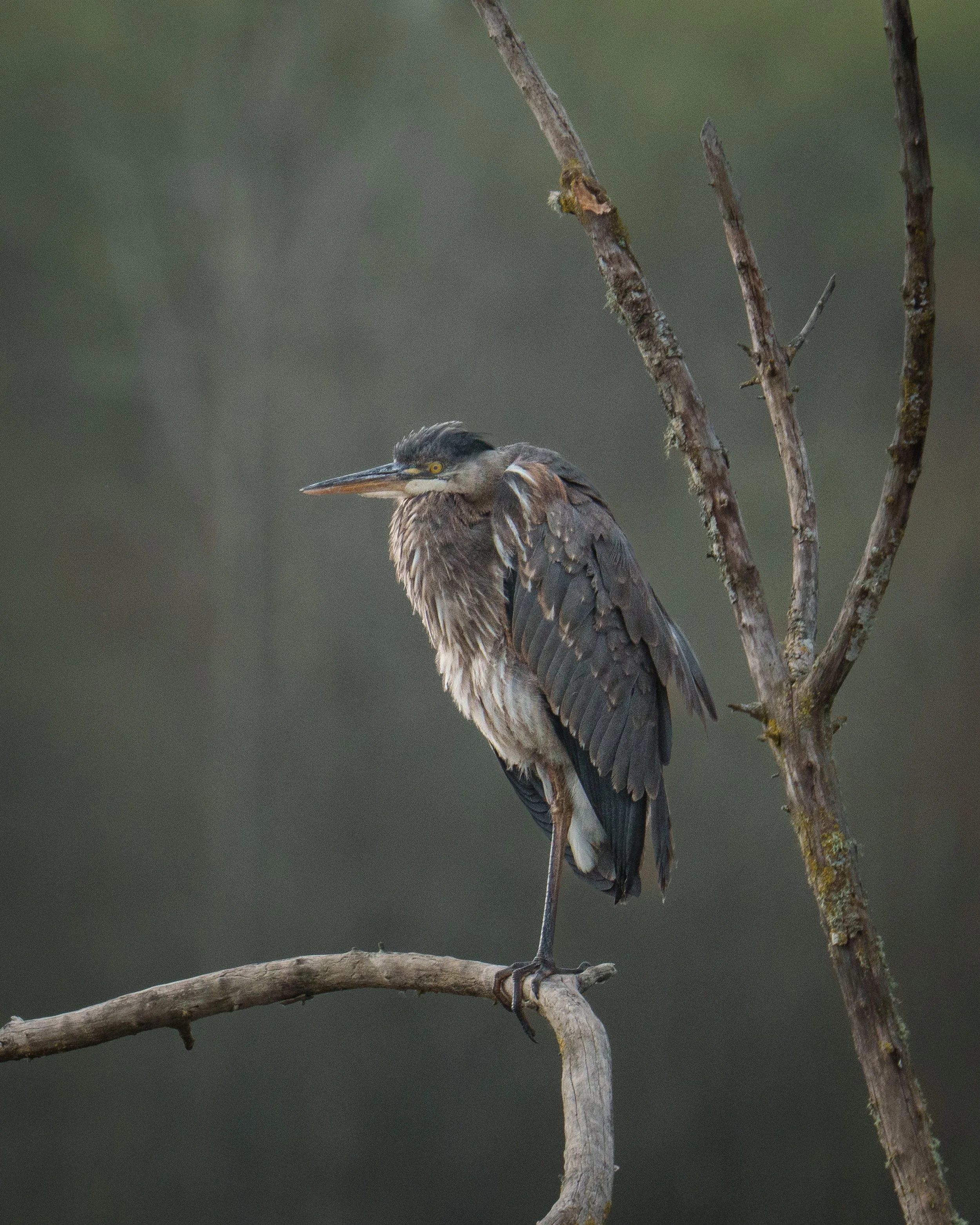 A Great Blue Heron perches on a bare horizontal branch against a soft, dark green background.