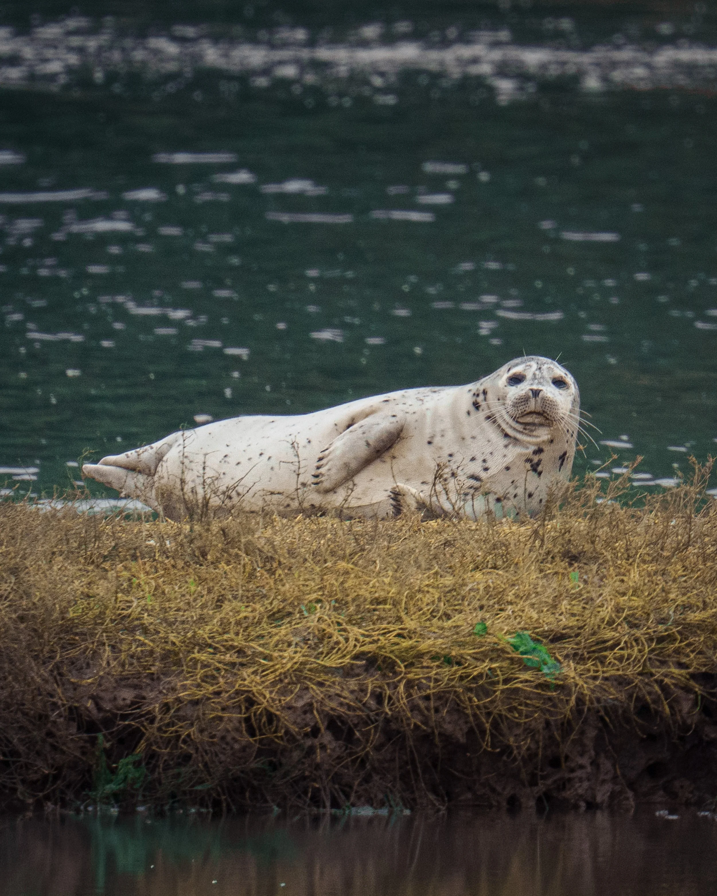 A pale, spotted harbor seal rests on a grassy salt-marsh island with dark estuary water behind it.