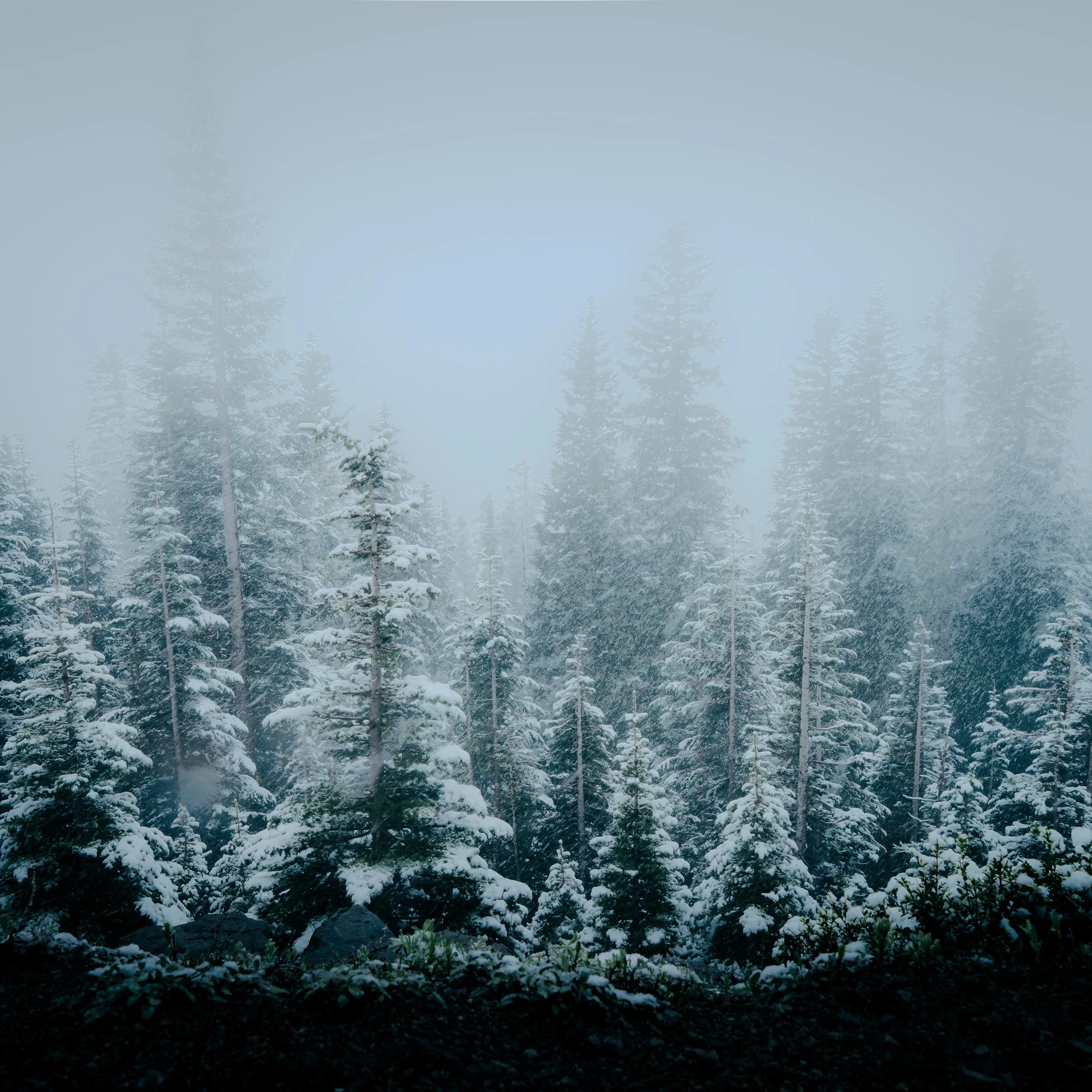 Snow-covered pine trees in a foggy forest.