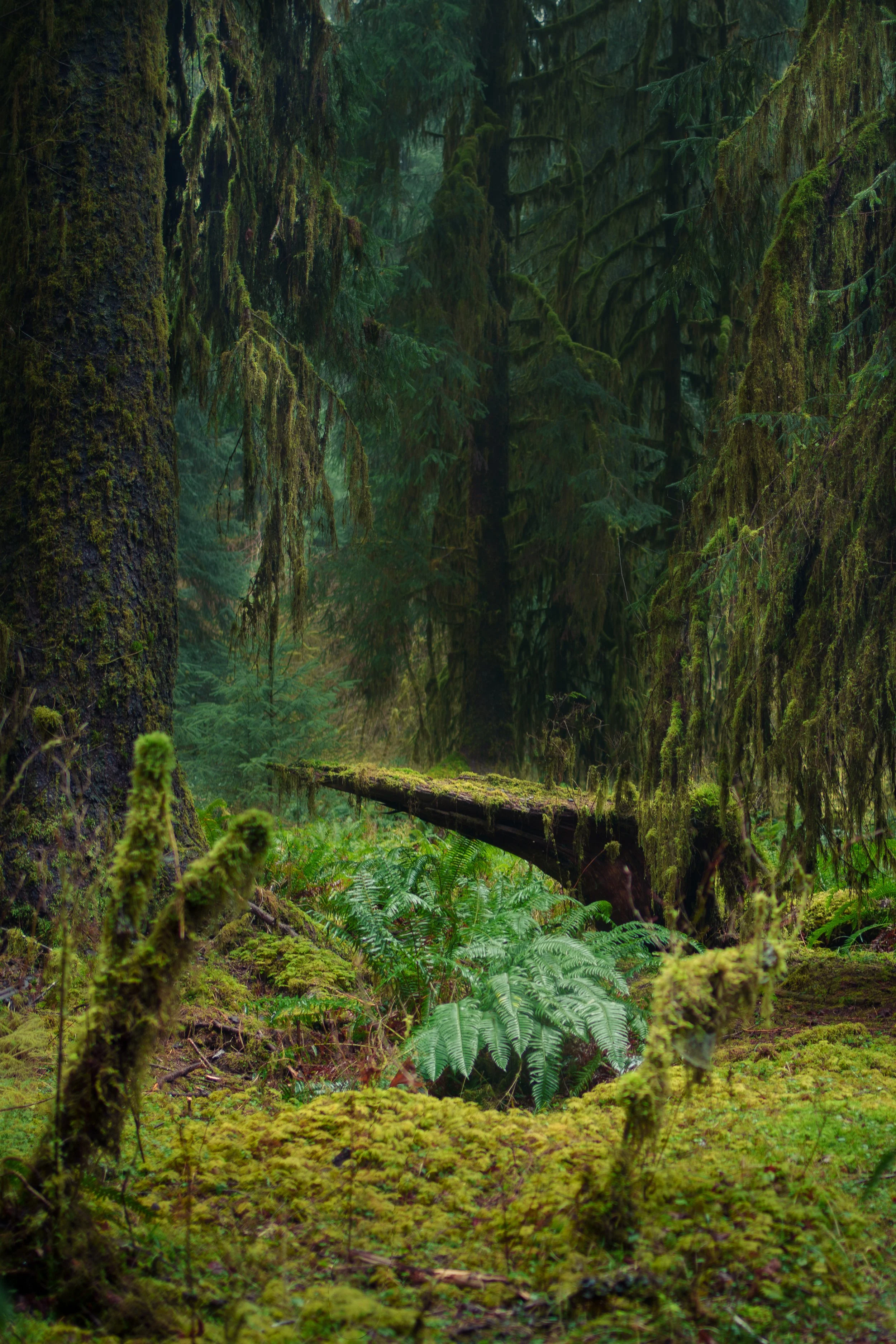 A dark rainforest interior with hanging moss, large tree trunks, a fallen log and bright green ferns on the forest floor.