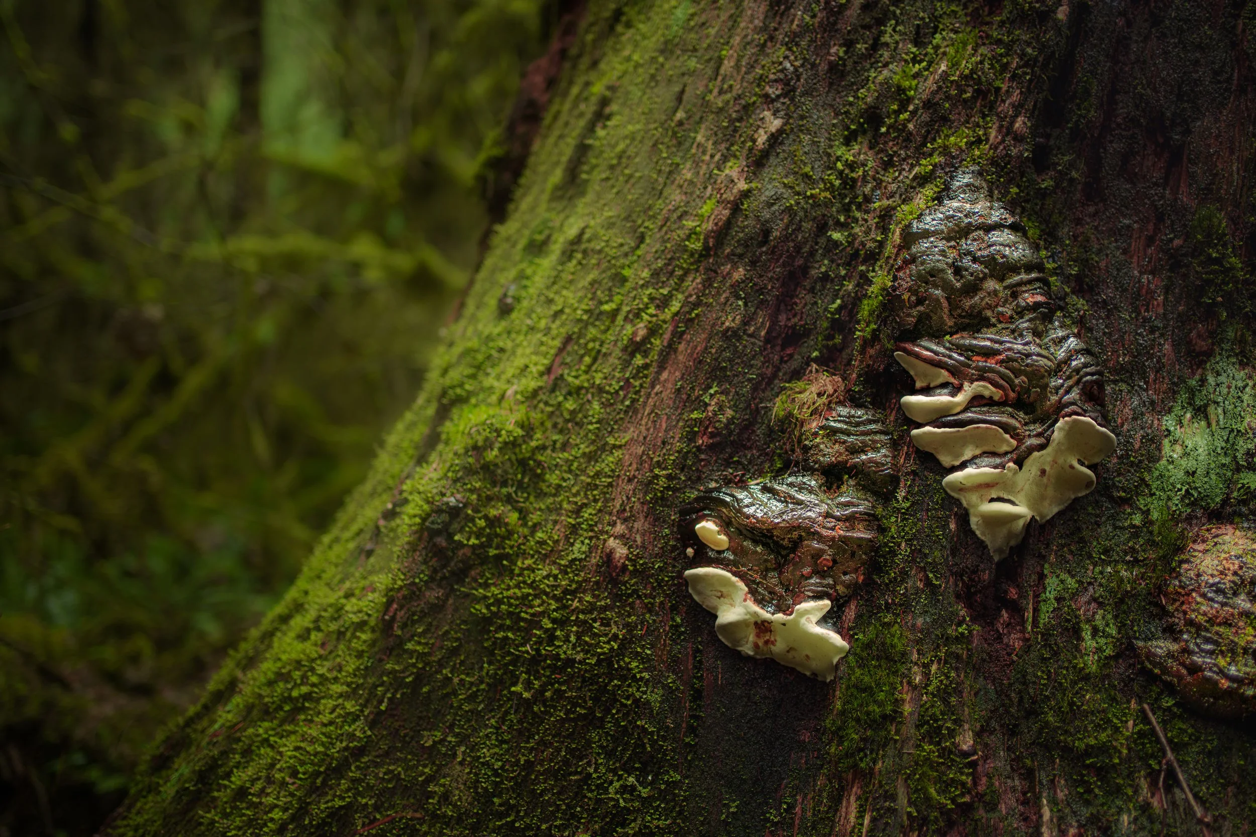 A moss-covered tree trunk with clusters of white and brown shelf fungi growing on its surface.