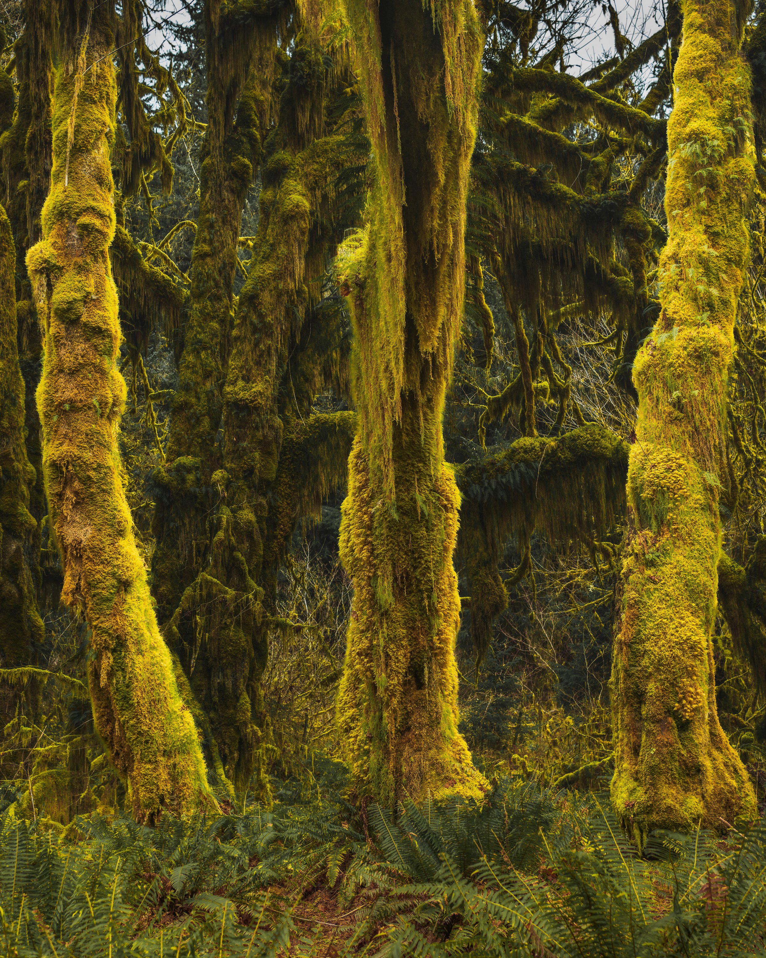 Several tall tree trunks covered in yellow-green moss rise above ferns in a densely layered rainforest.