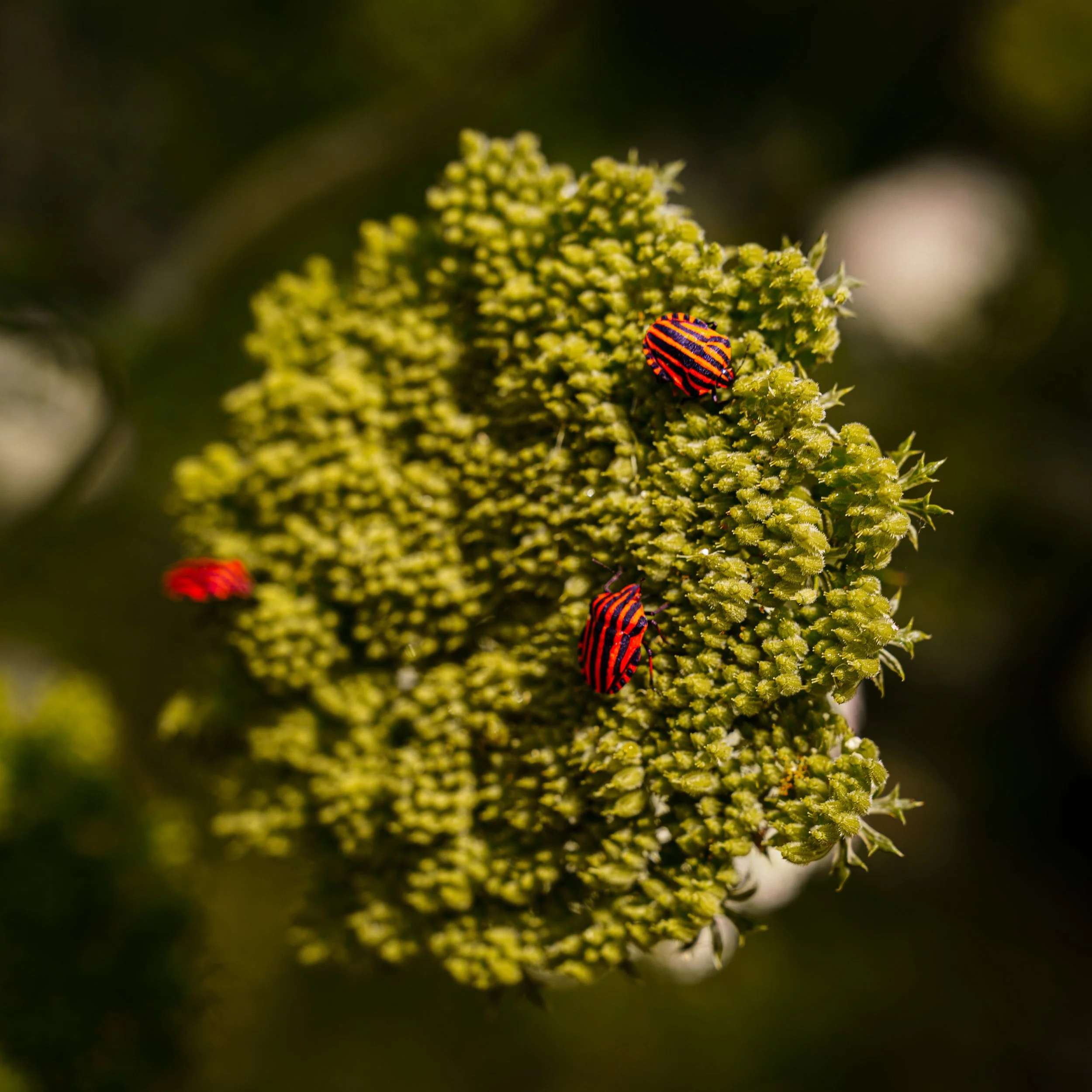 A close-up of a yellow-green plant with tiny clustered flowers or buds, with orange and black striped insects on the plant.