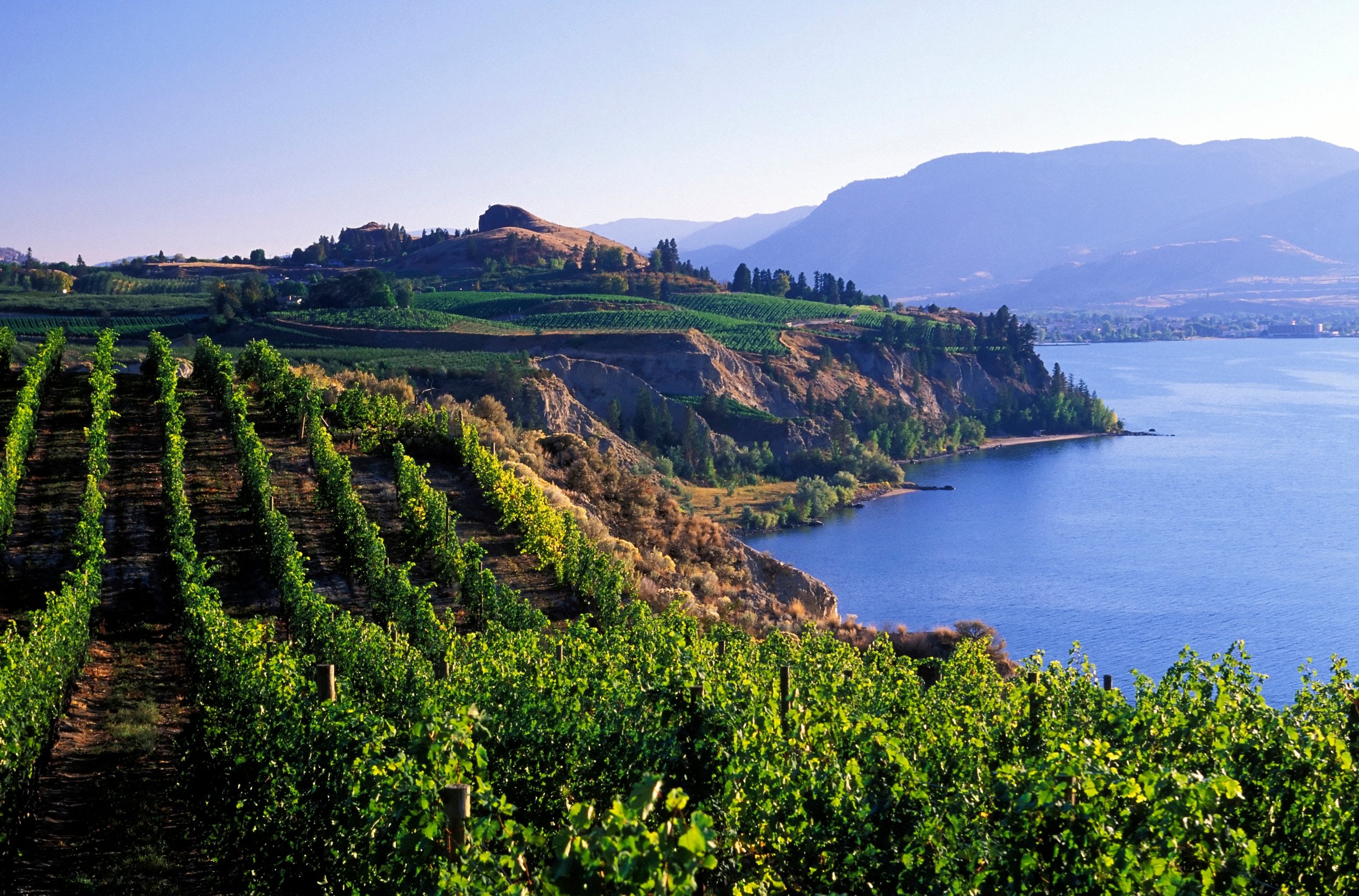Okanagan valley vineyard, BC, Canada