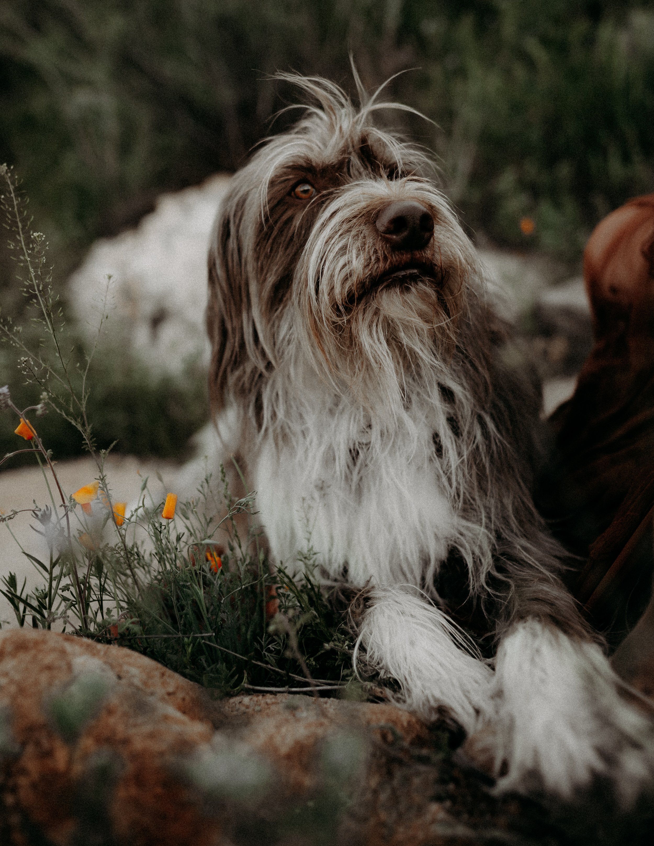 A dog with a samoyed and brown coat sitting outdoors near plants and rocks.